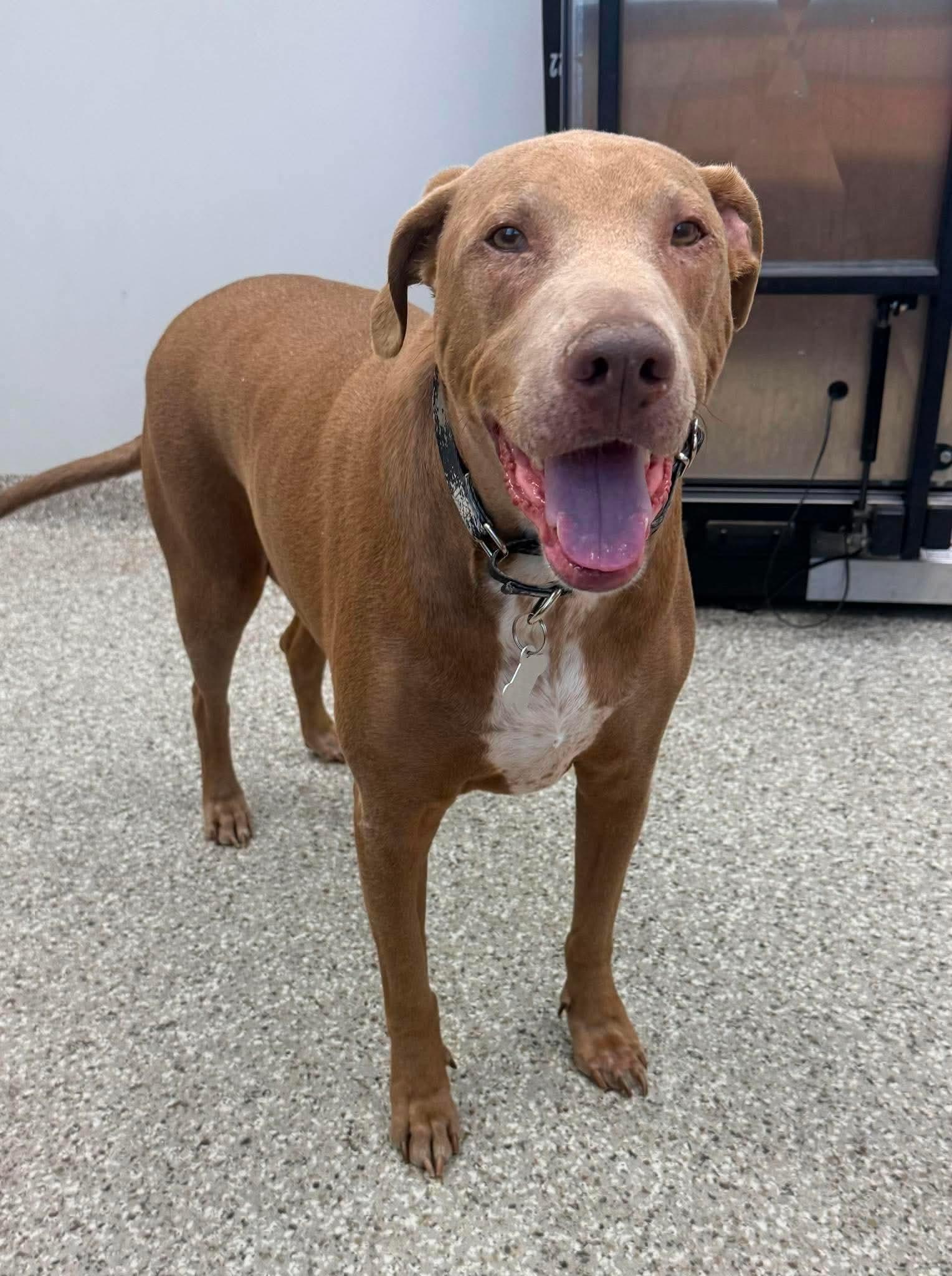 Cooper, a ADOPTABLE mixed breed in Springfield, MO image 1/3
