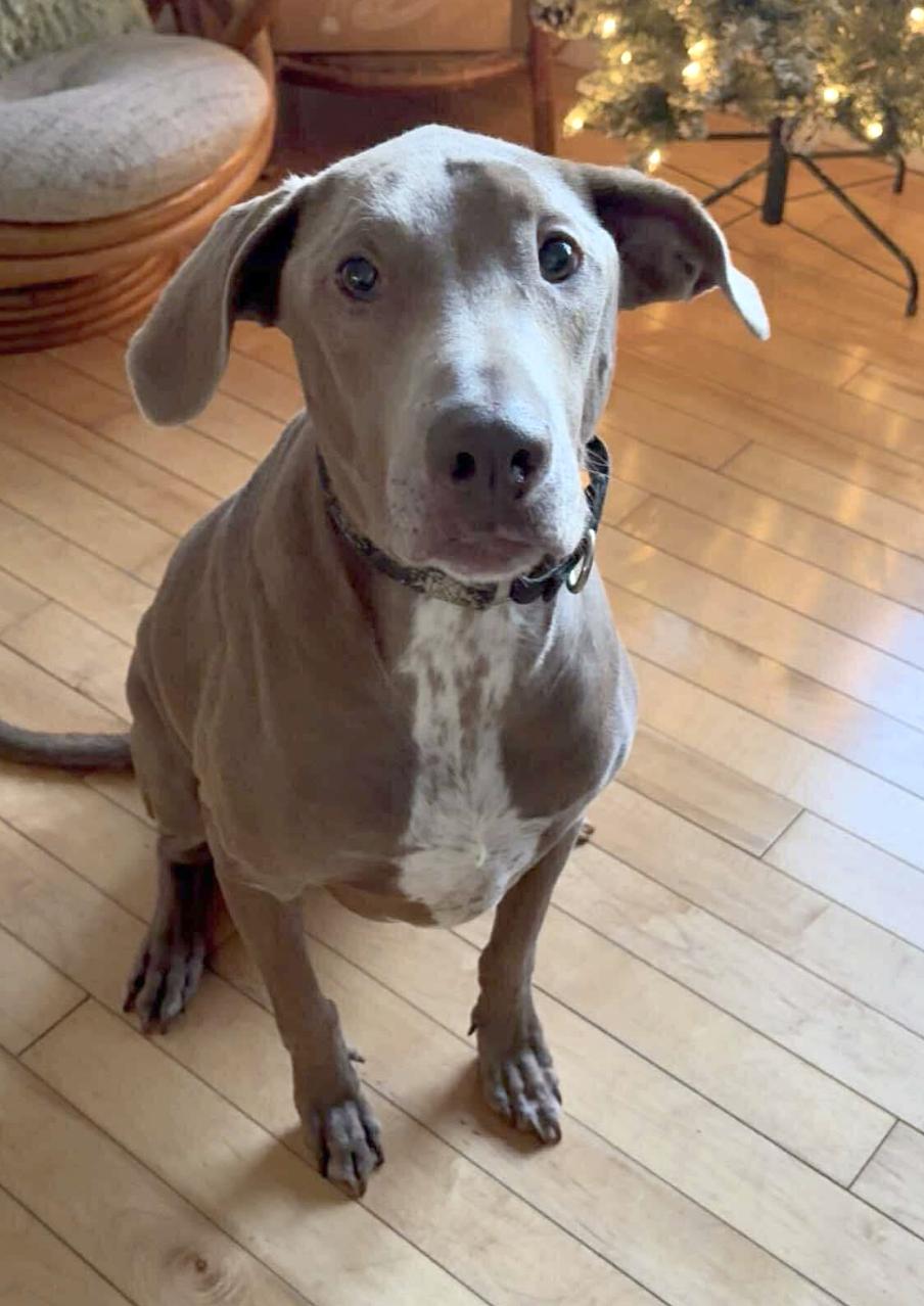 Enlarge Cooper, a ADOPTABLE mixed breed in Springfield, MO image 1/2