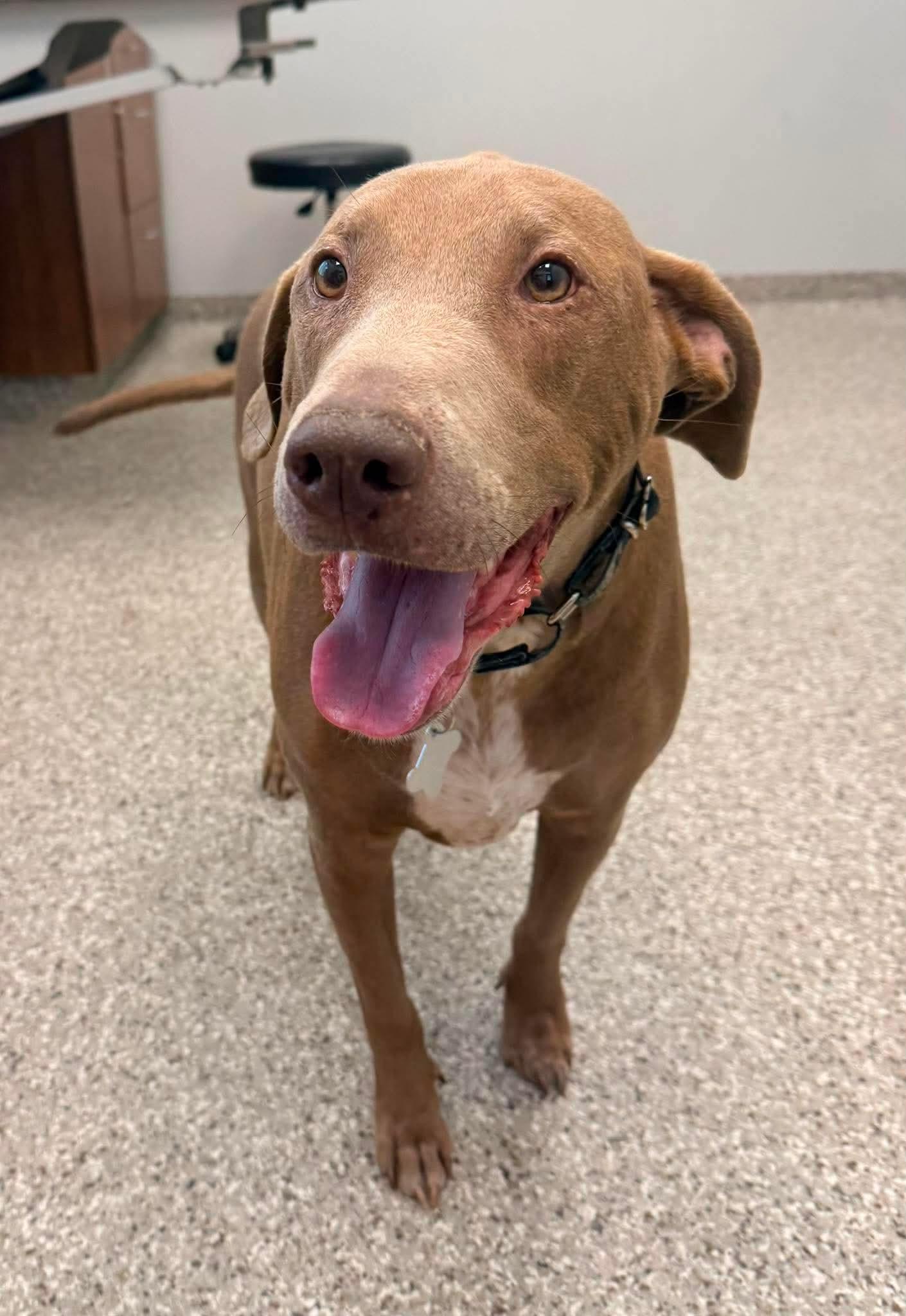 Cooper, a ADOPTABLE mixed breed in Springfield, MO image 2/3