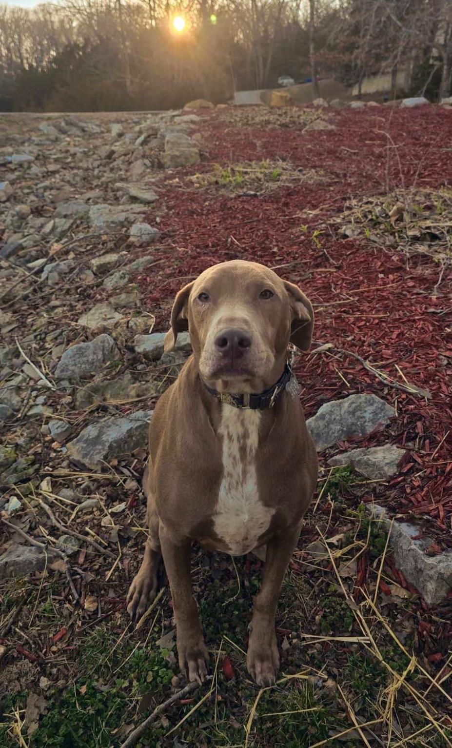 Enlarge Cooper, a ADOPTABLE mixed breed in Springfield, MO image 3/5