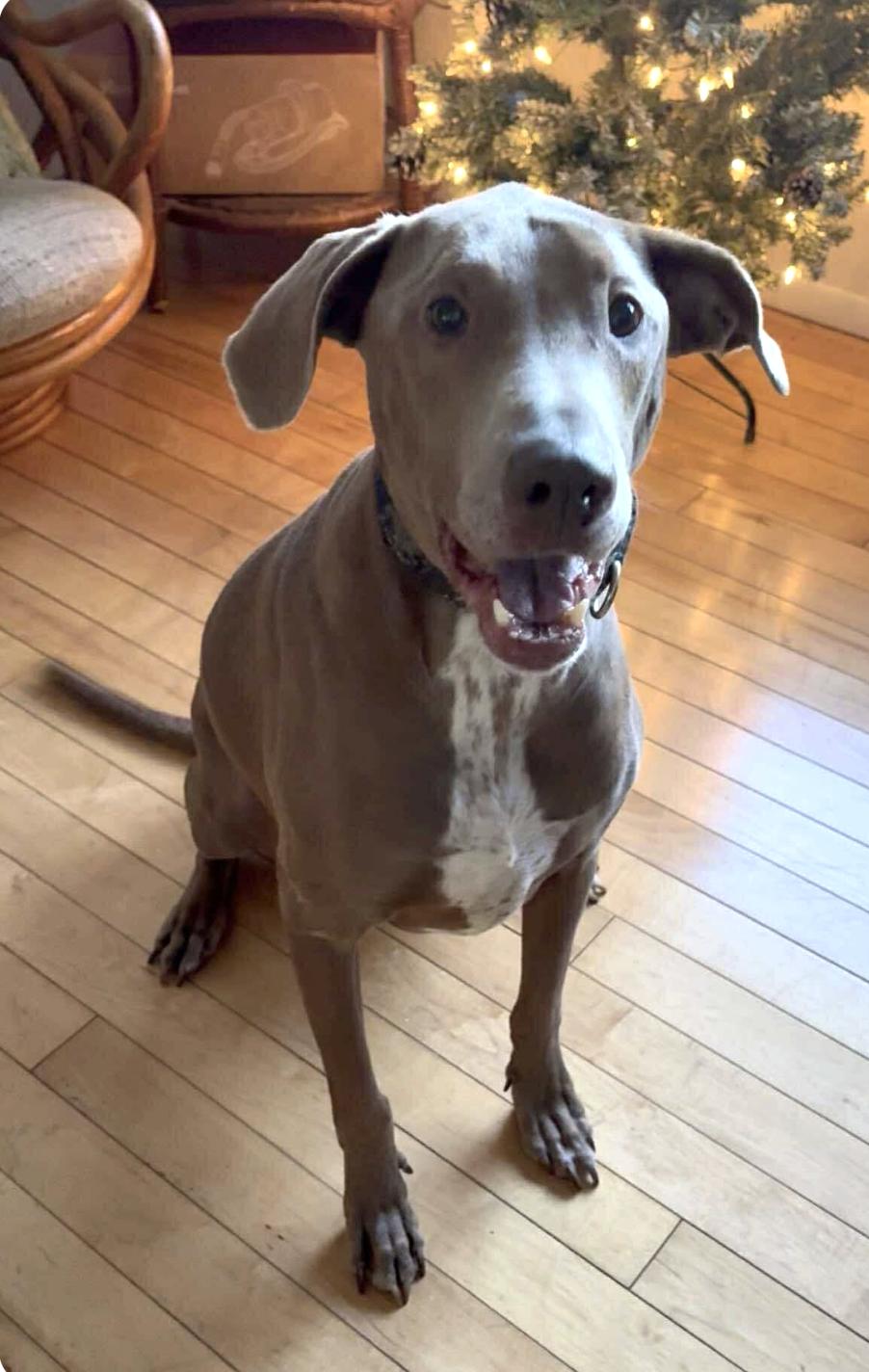 Cooper, ADOPTABLE, Adult Male Weimaraner.