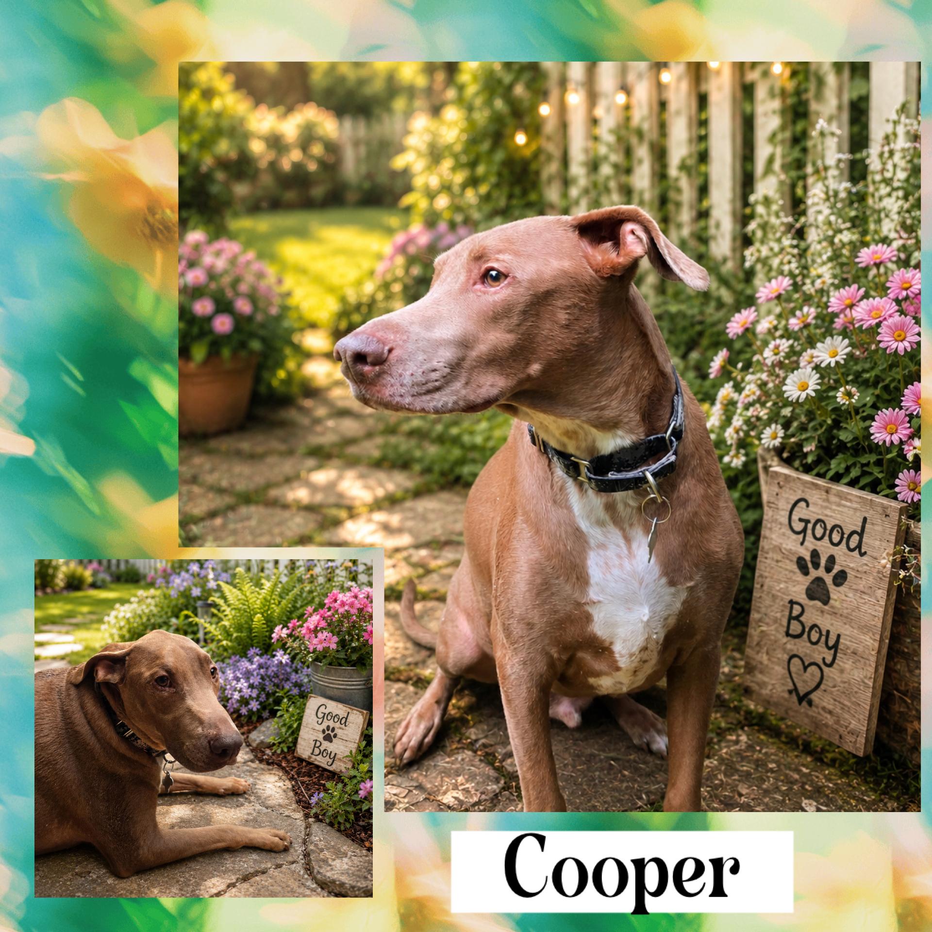 Cooper, a ADOPTABLE mixed breed in Springfield, MO image 3/3