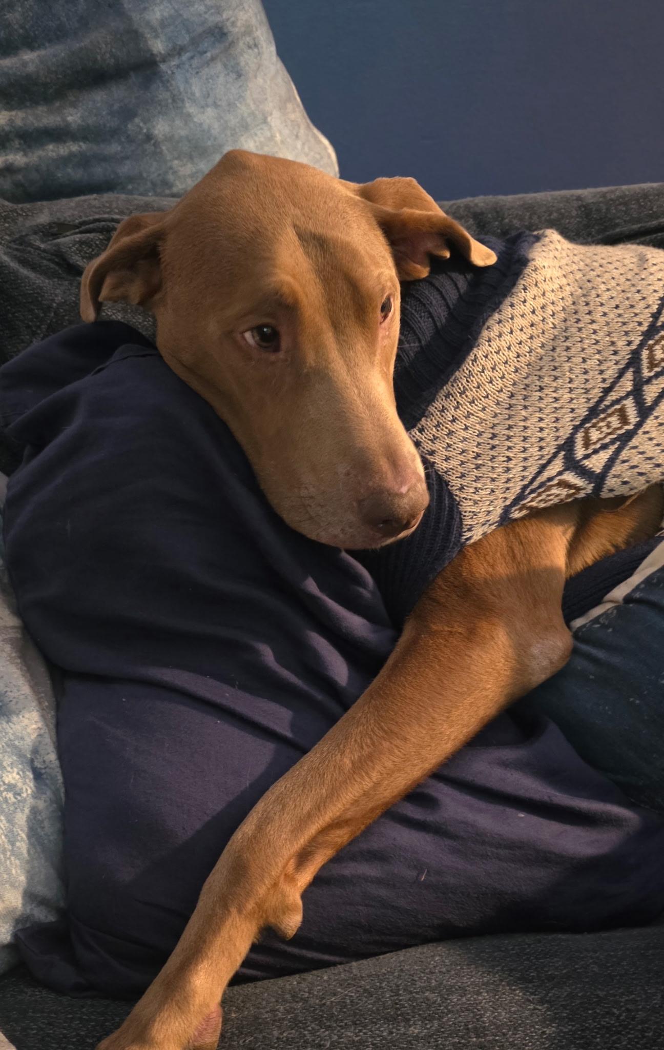 Enlarge Cooper, a ADOPTABLE mixed breed in Springfield, MO image 2/4