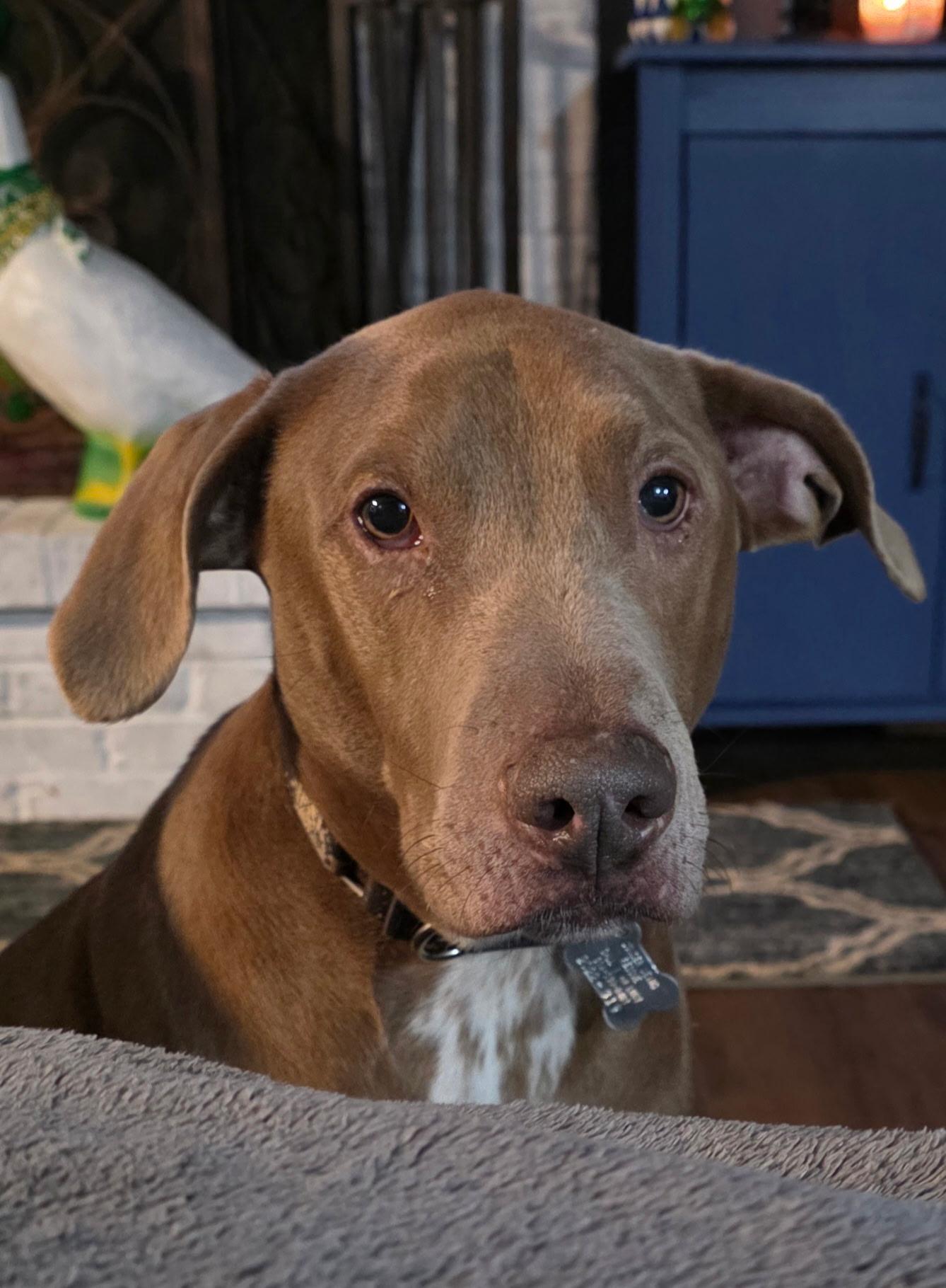 Enlarge Cooper, a ADOPTABLE mixed breed in Springfield, MO image 5/5