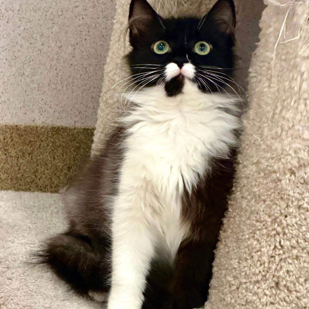 Hummus, Adoptable, Young Female Domestic Long Hair.