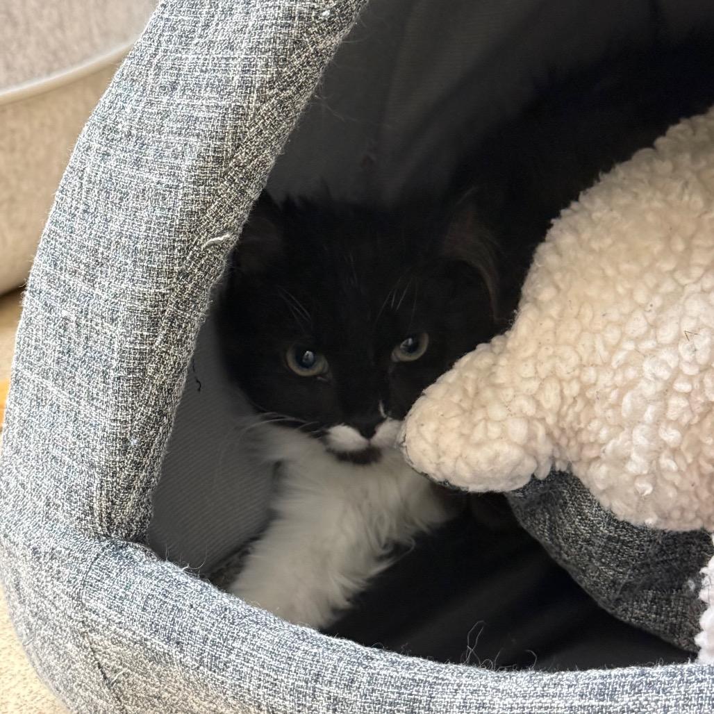 Enlarge Hummus, a Adoptable Domestic Long Hair in Naperville, IL image 2/5