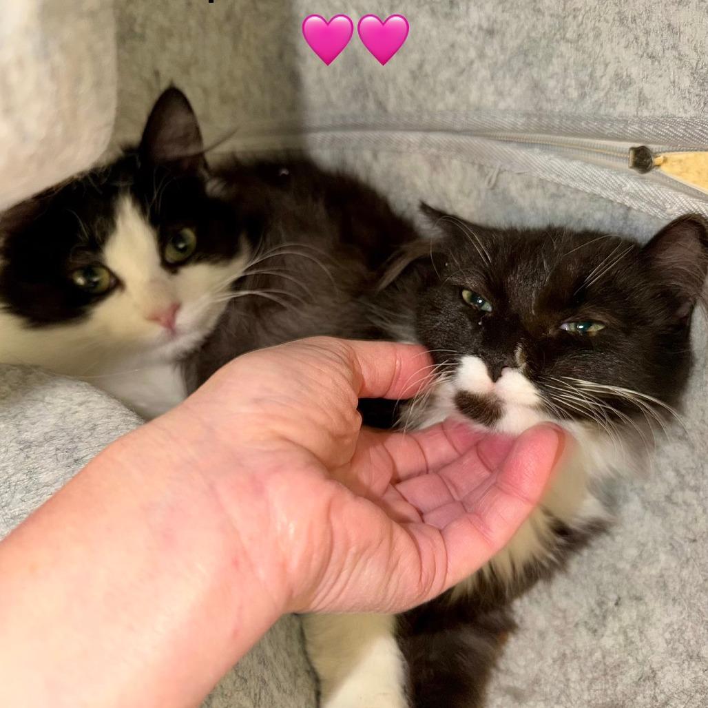 Enlarge Hummus, a Adoptable Domestic Long Hair in Naperville, IL image 3/5