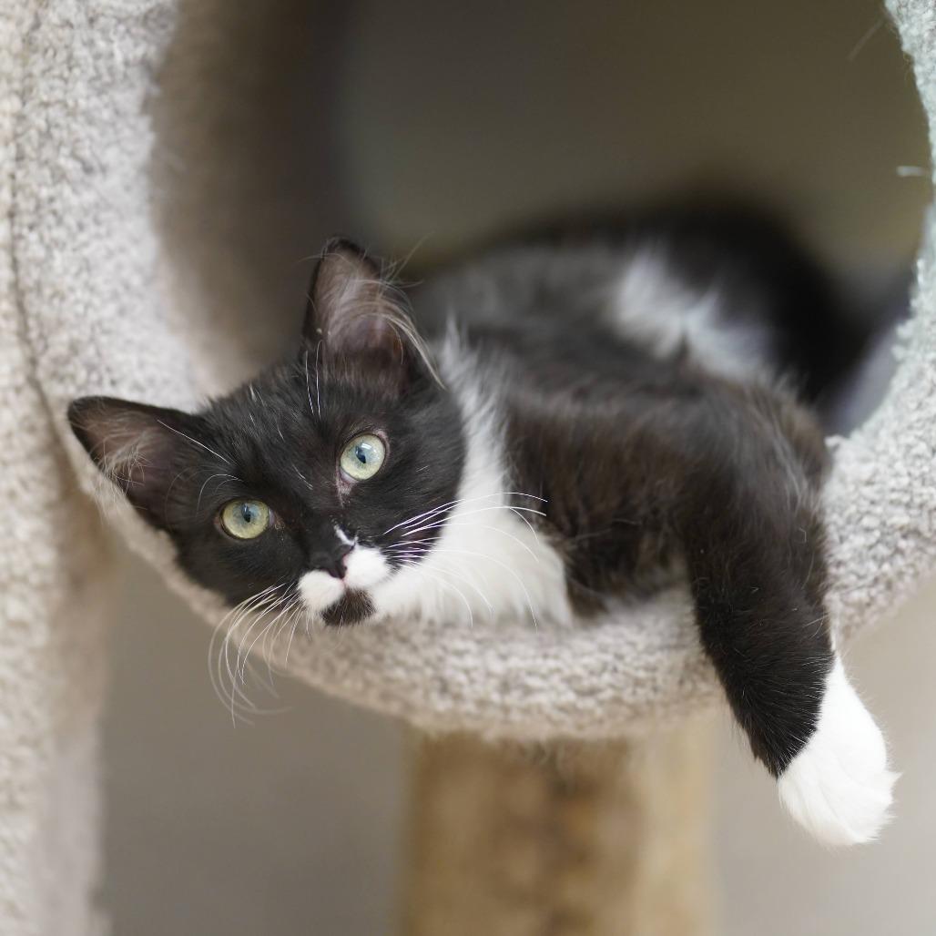 Enlarge Hummus, a Adoptable Domestic Long Hair in Naperville, IL image 4/6