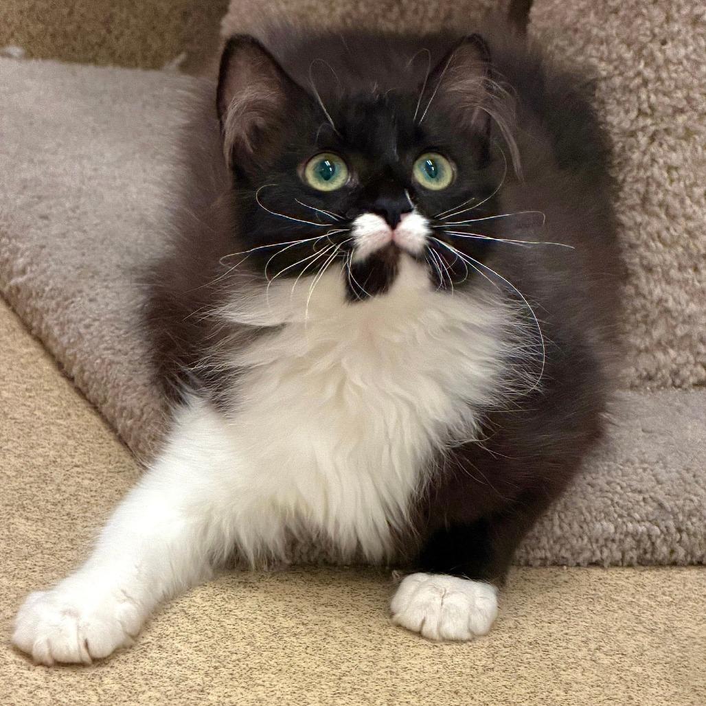 Enlarge Hummus, a Adoptable Domestic Long Hair in Naperville, IL image 4/5