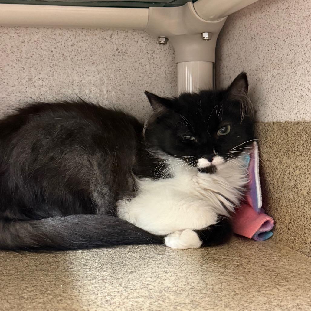 Enlarge Hummus, a Adoptable Domestic Long Hair in Naperville, IL image 5/5