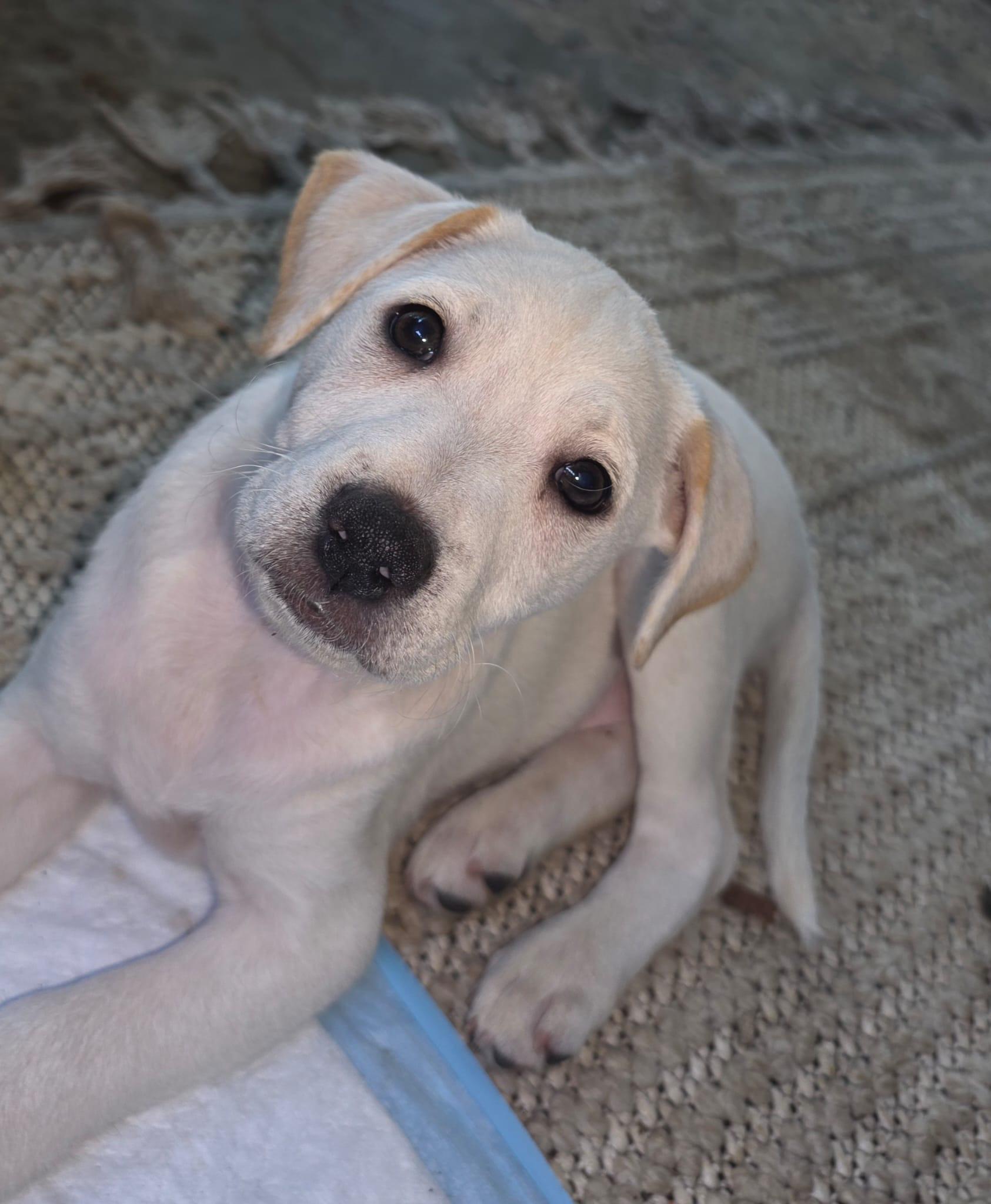 Enlarge SHAGGIE, an adopted mixed breed in Edgewater, MD image 3/6