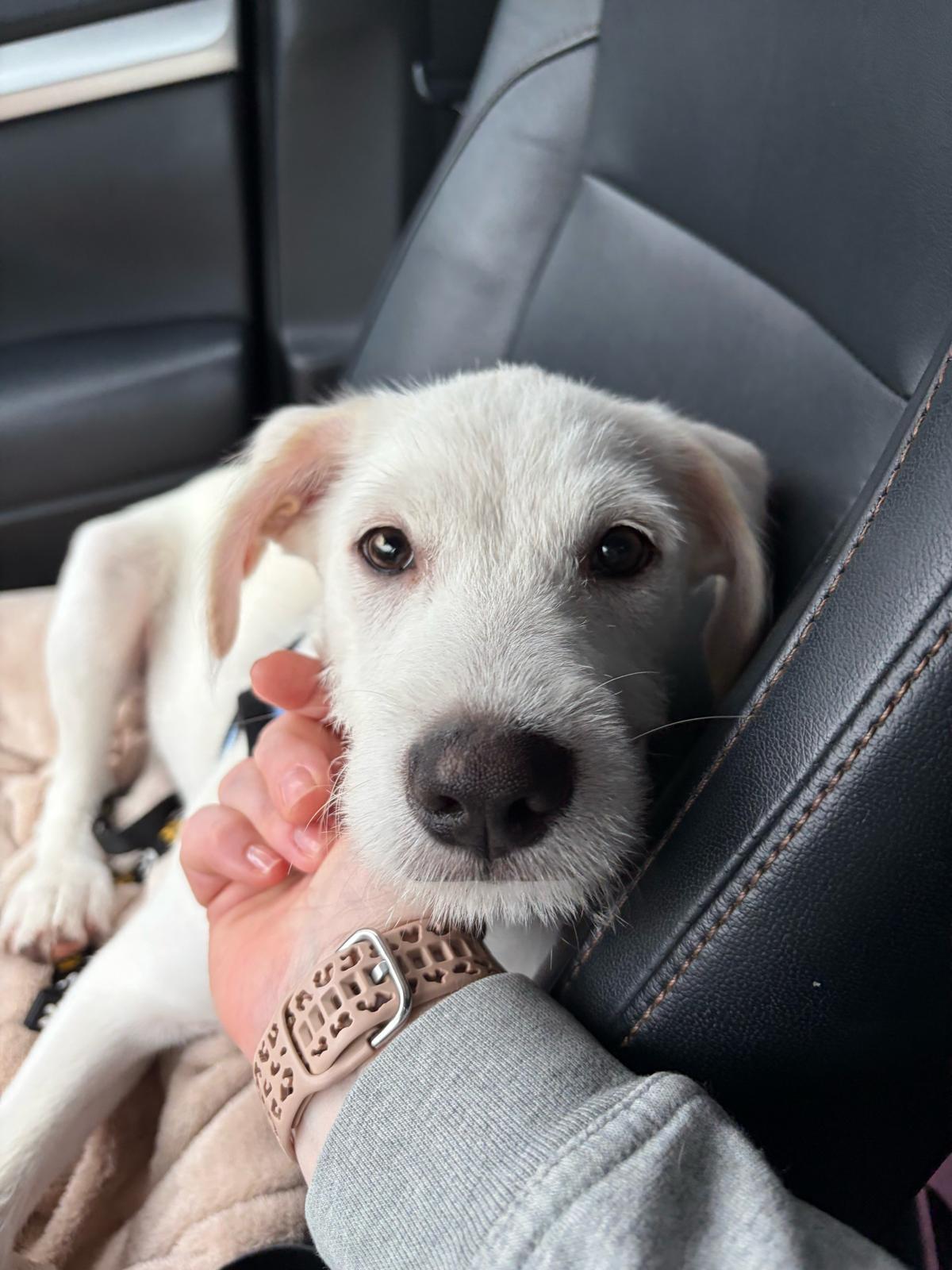 Enlarge SHAGGIE, an adopted mixed breed in Edgewater, MD image 5/6