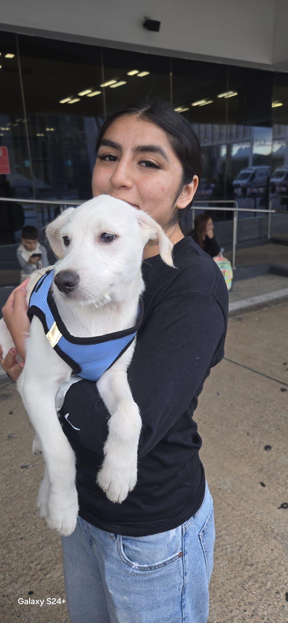 Enlarge SHAGGIE, an adopted mixed breed in Edgewater, MD image 2/6