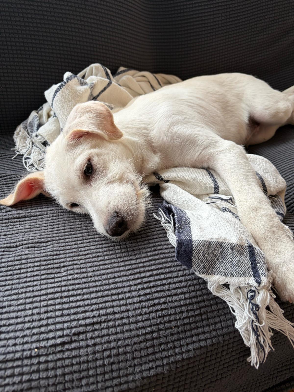 Enlarge SHAGGIE, an adopted mixed breed in Edgewater, MD image 6/6