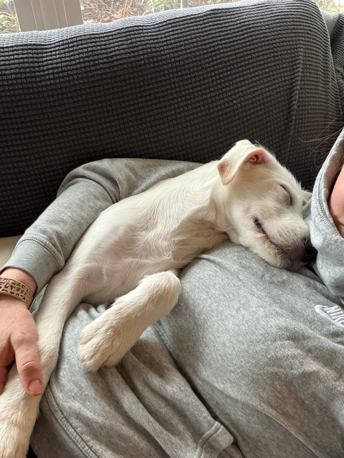 Enlarge SHAGGIE, an adopted mixed breed in Edgewater, MD image 4/6