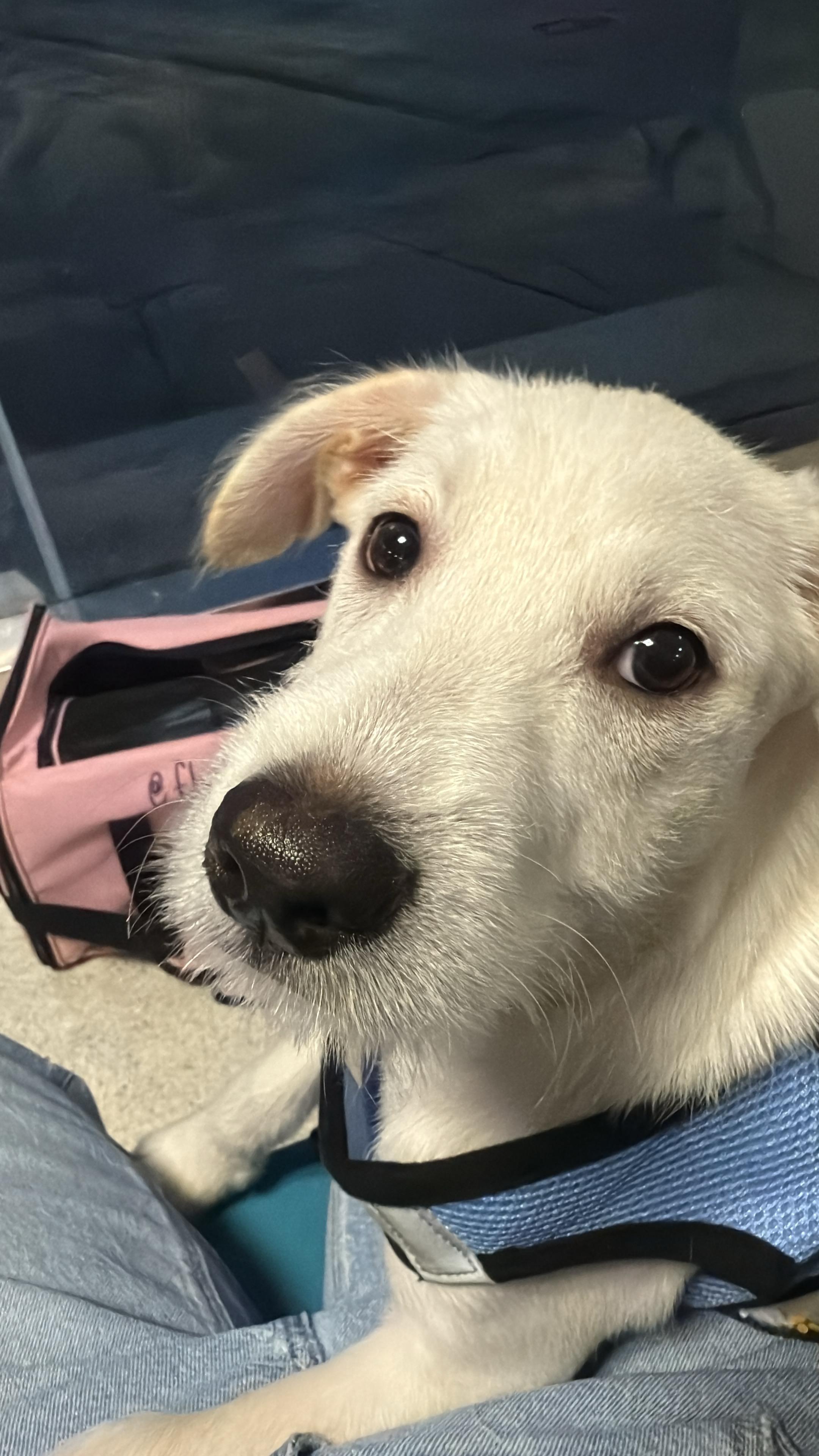 Enlarge SHAGGIE, an adopted mixed breed in Edgewater, MD image 1/6