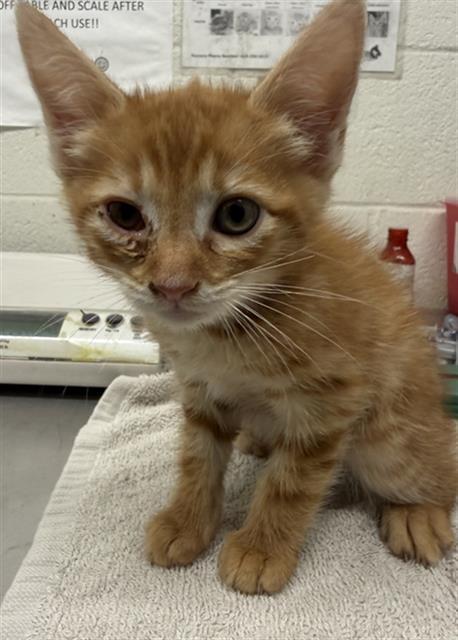 Enlarge MAMBA, a Adoptable Domestic Short Hair in Chula Vista, CA image 1/1