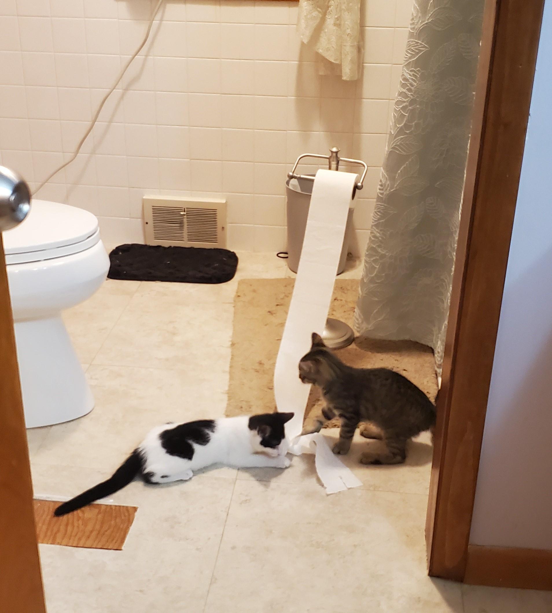 Enlarge Fuego and Baby Holstein (brothers), a Adopted Domestic Short Hair in Rockville, MD image 4/4