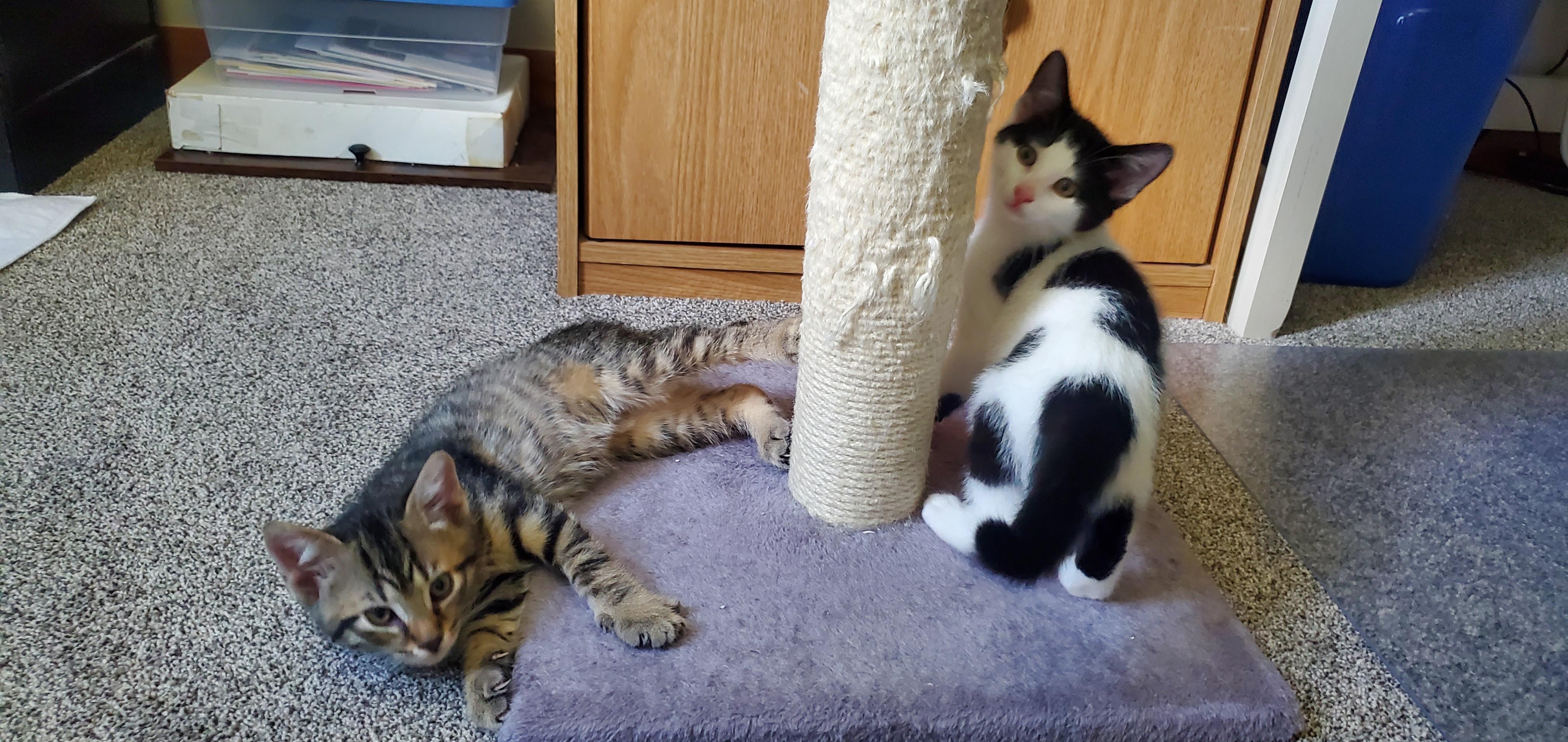 Enlarge Fuego and Baby Holstein (brothers), a Adopted Domestic Short Hair in Rockville, MD image 1/4