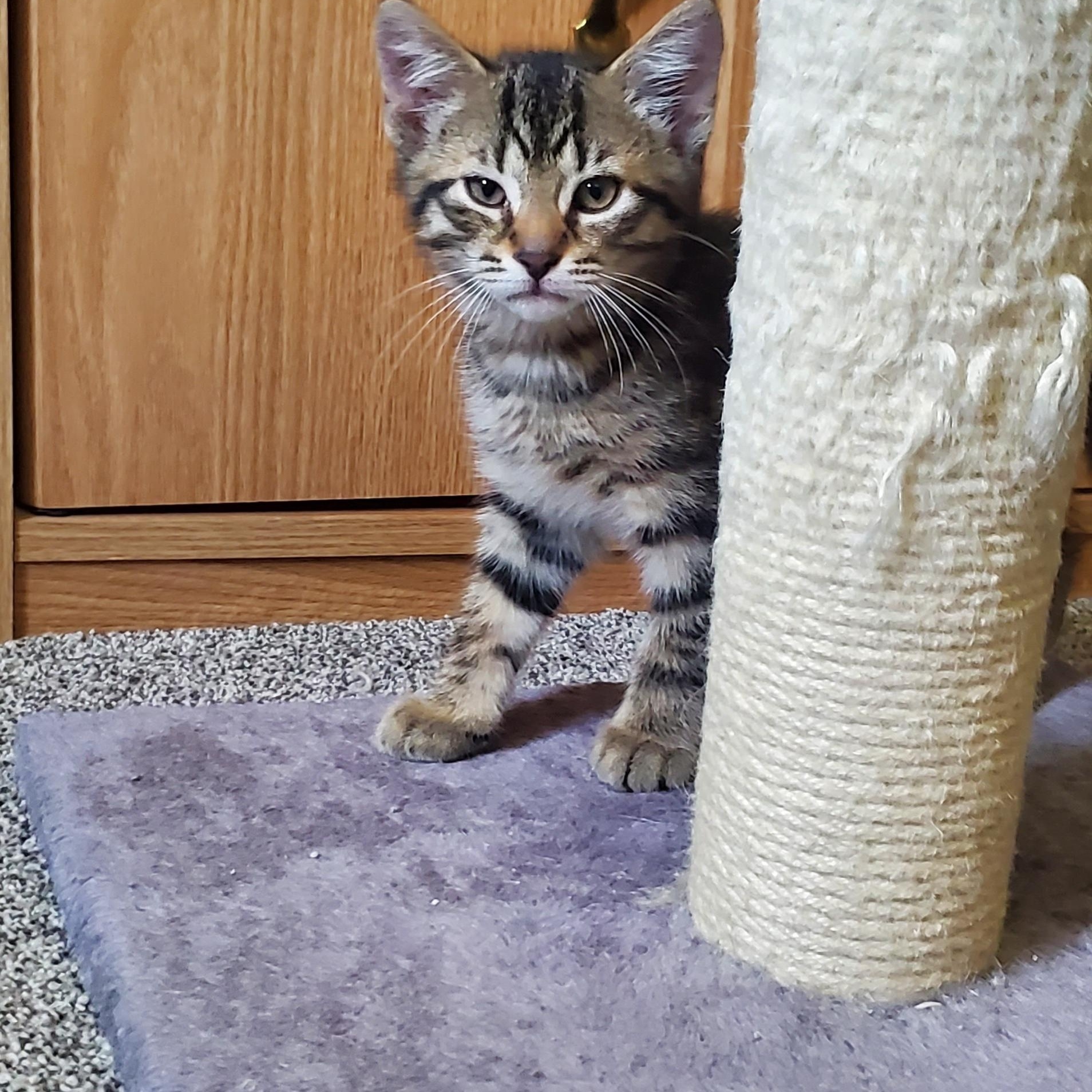 Enlarge Fuego and Baby Holstein (brothers), a Adopted Domestic Short Hair in Rockville, MD image 3/4