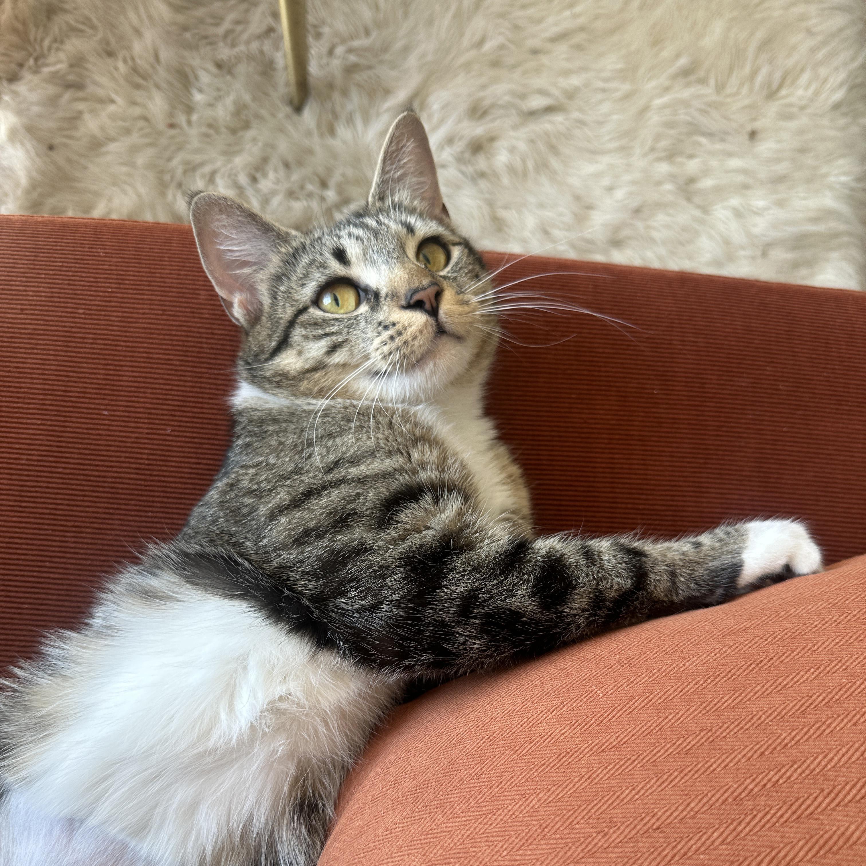 Enlarge Lavender, a ADOPTABLE Domestic Short Hair in Brooklyn, NY image 2/5