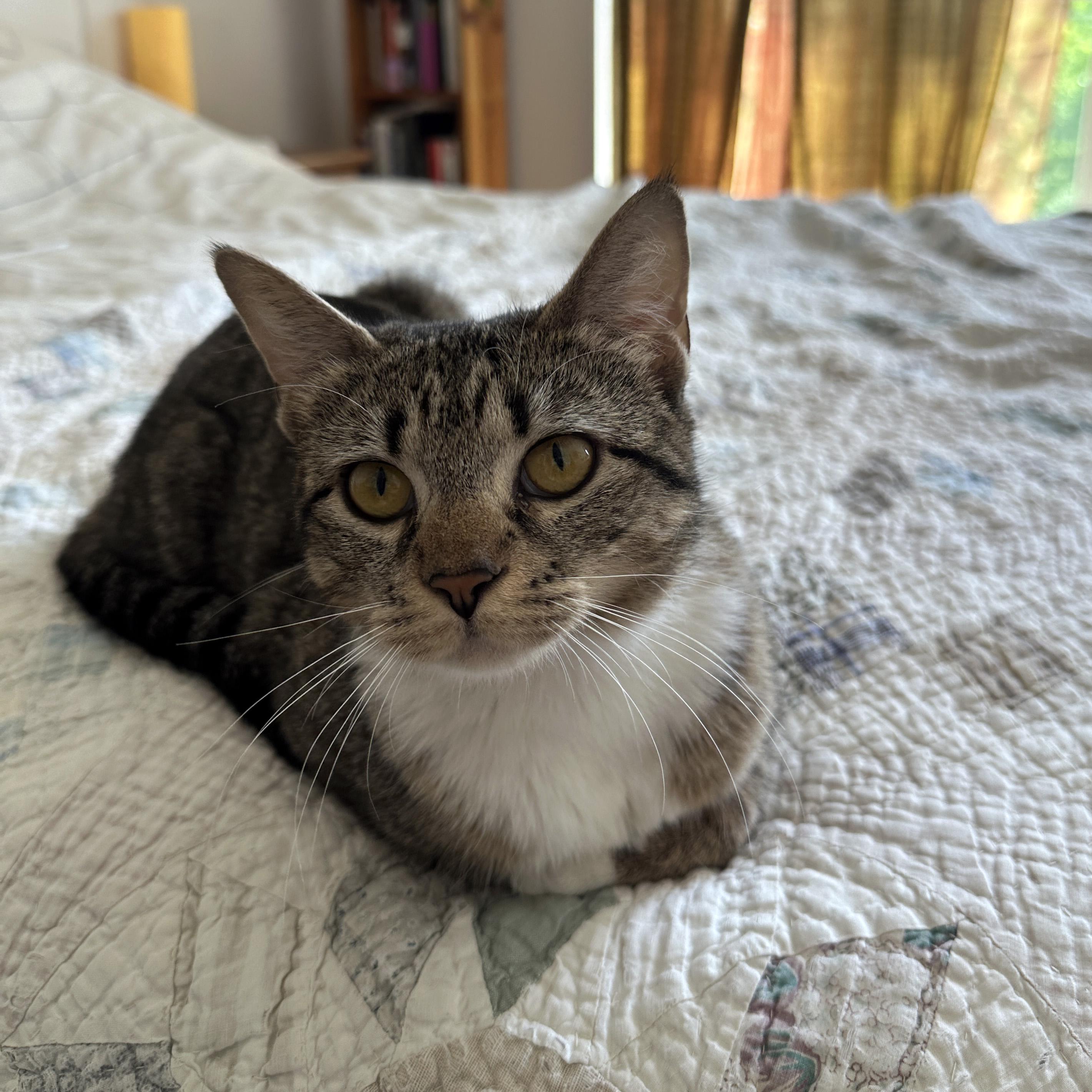 Enlarge Lavender, a ADOPTABLE Domestic Short Hair in Brooklyn, NY image 4/5