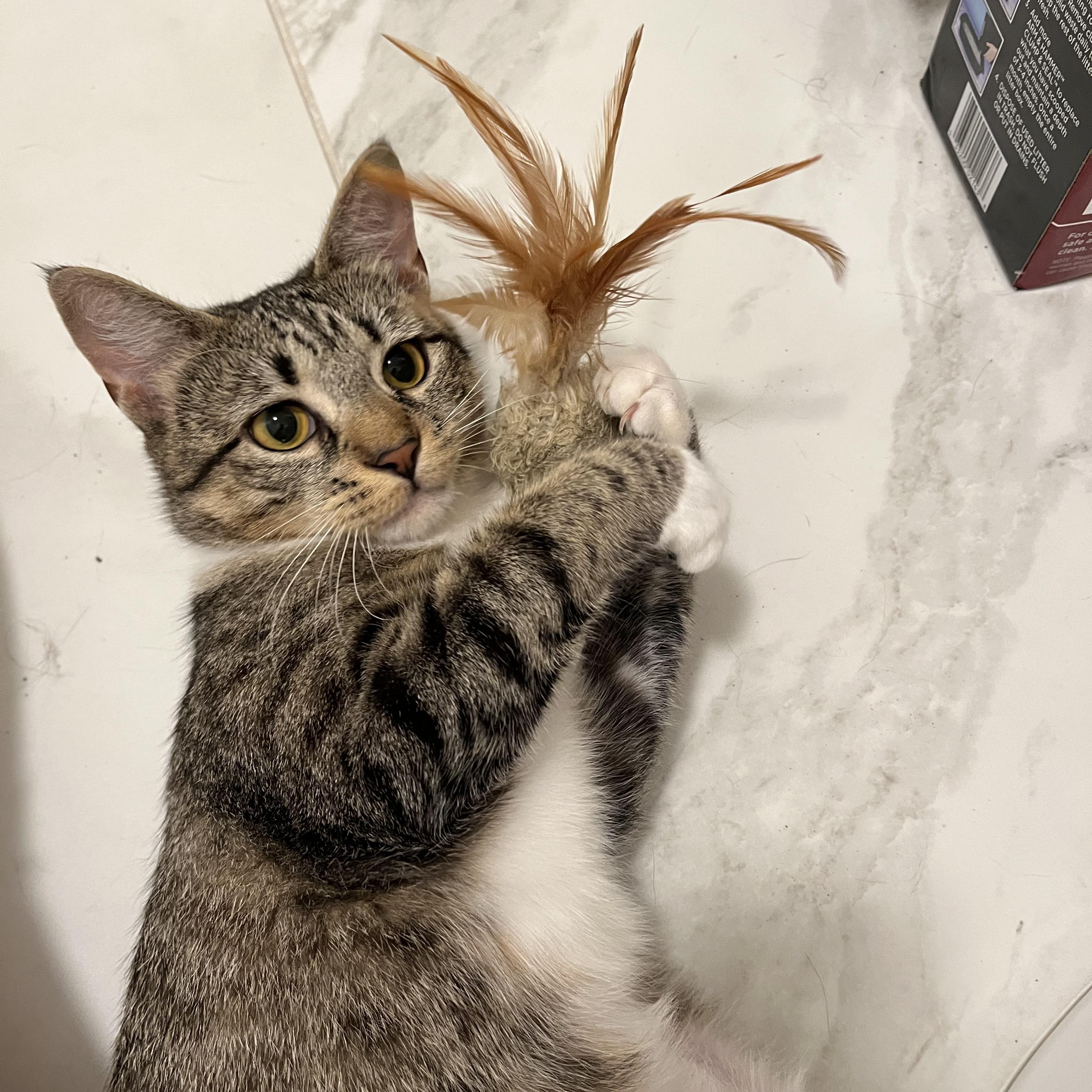 Lavender, an adoptable Domestic Short Hair in Brooklyn, NY image 1/6