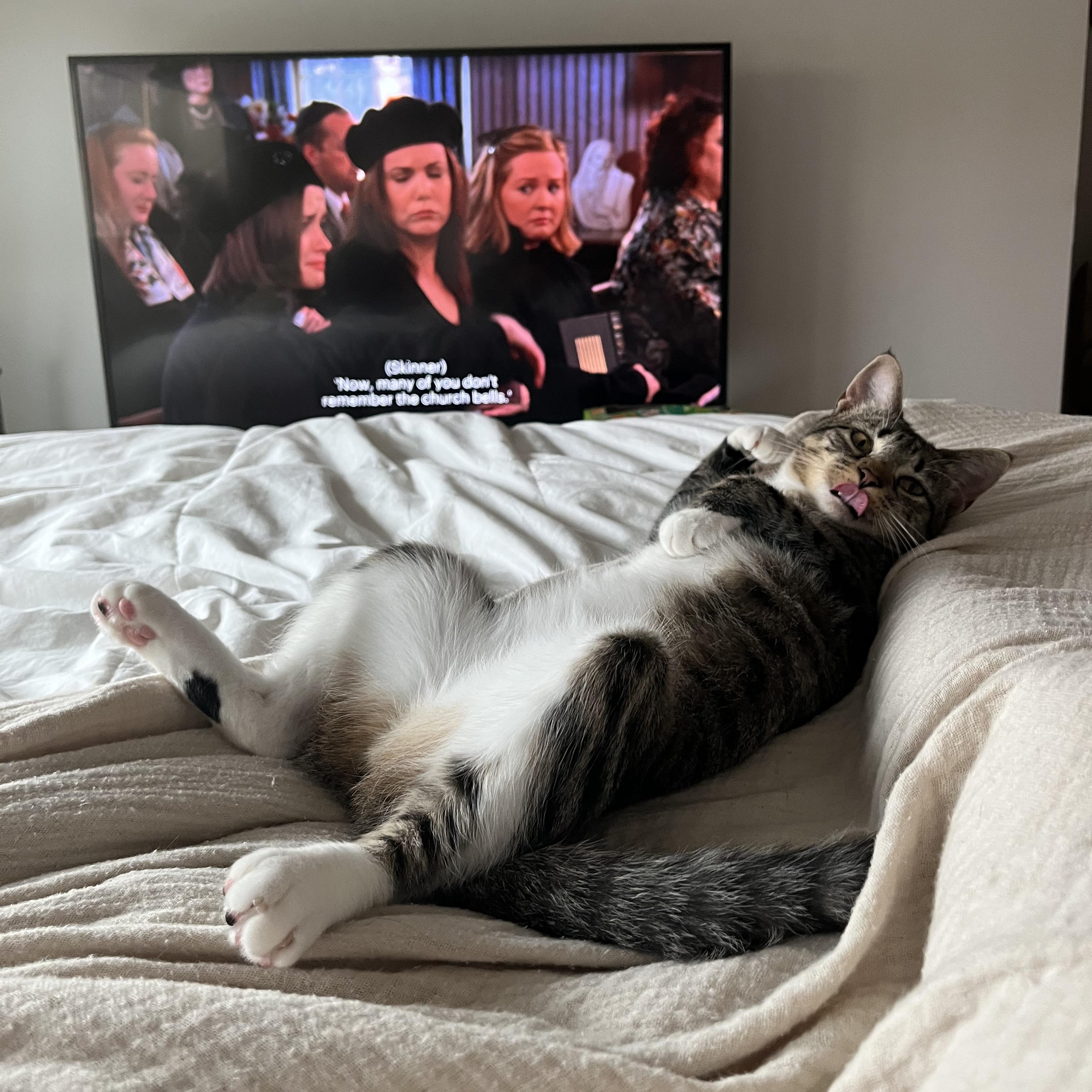 Lavender, an adoptable Domestic Short Hair in Brooklyn, NY image 2/6