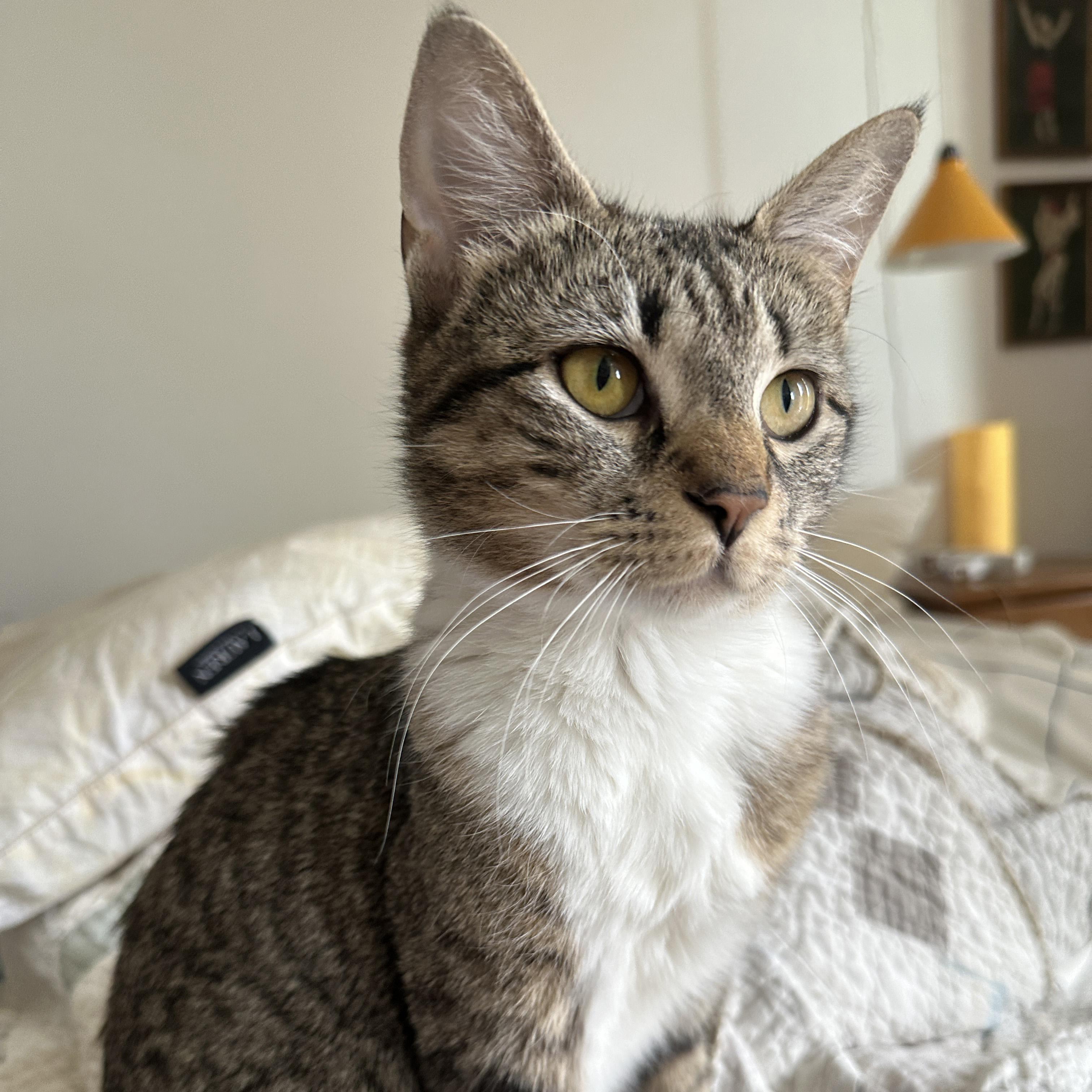 Enlarge Lavender, a ADOPTABLE Domestic Short Hair in Brooklyn, NY image 5/5