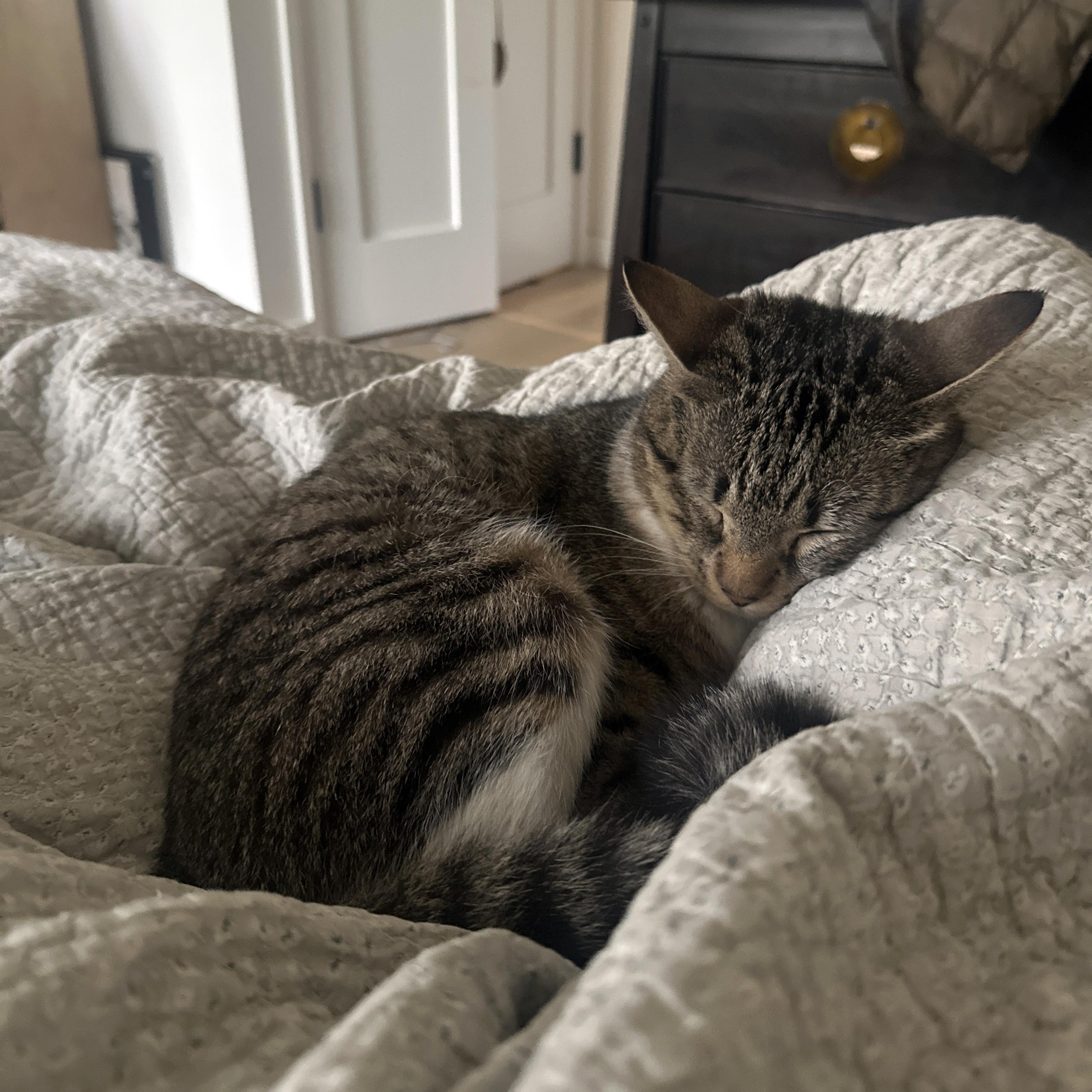 Enlarge Lavender, a ADOPTABLE Domestic Short Hair in Brooklyn, NY image 3/5
