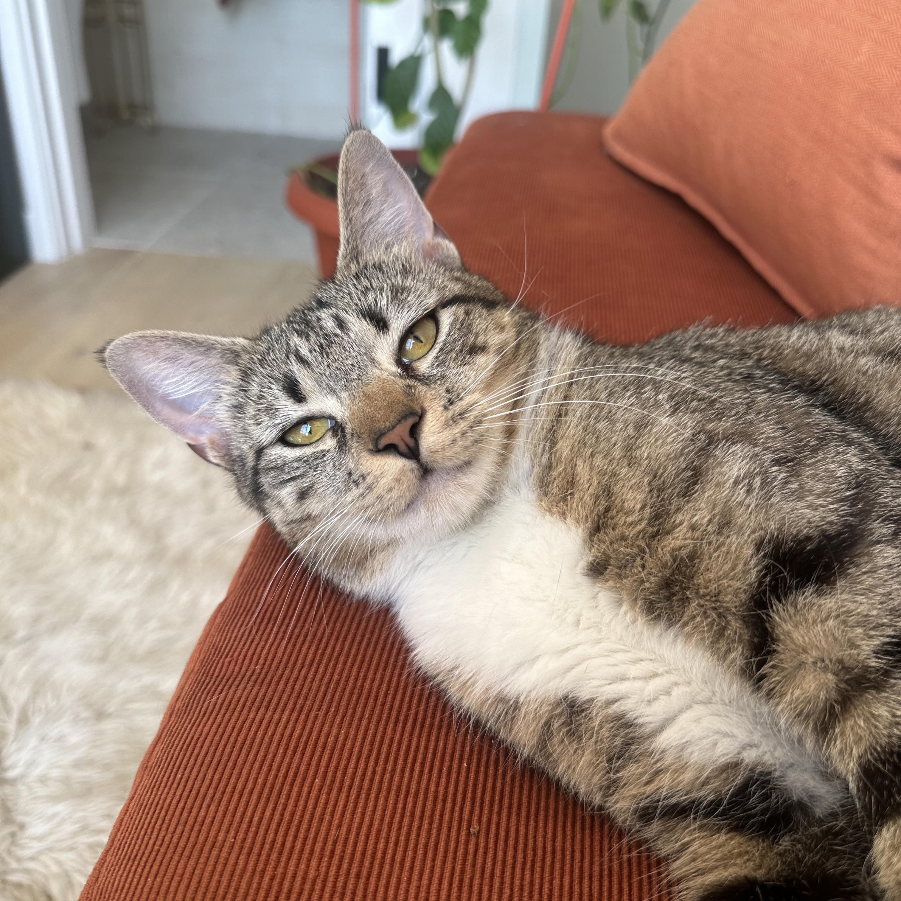 Lavender, ADOPTABLE, Young Female Domestic Short Hair.