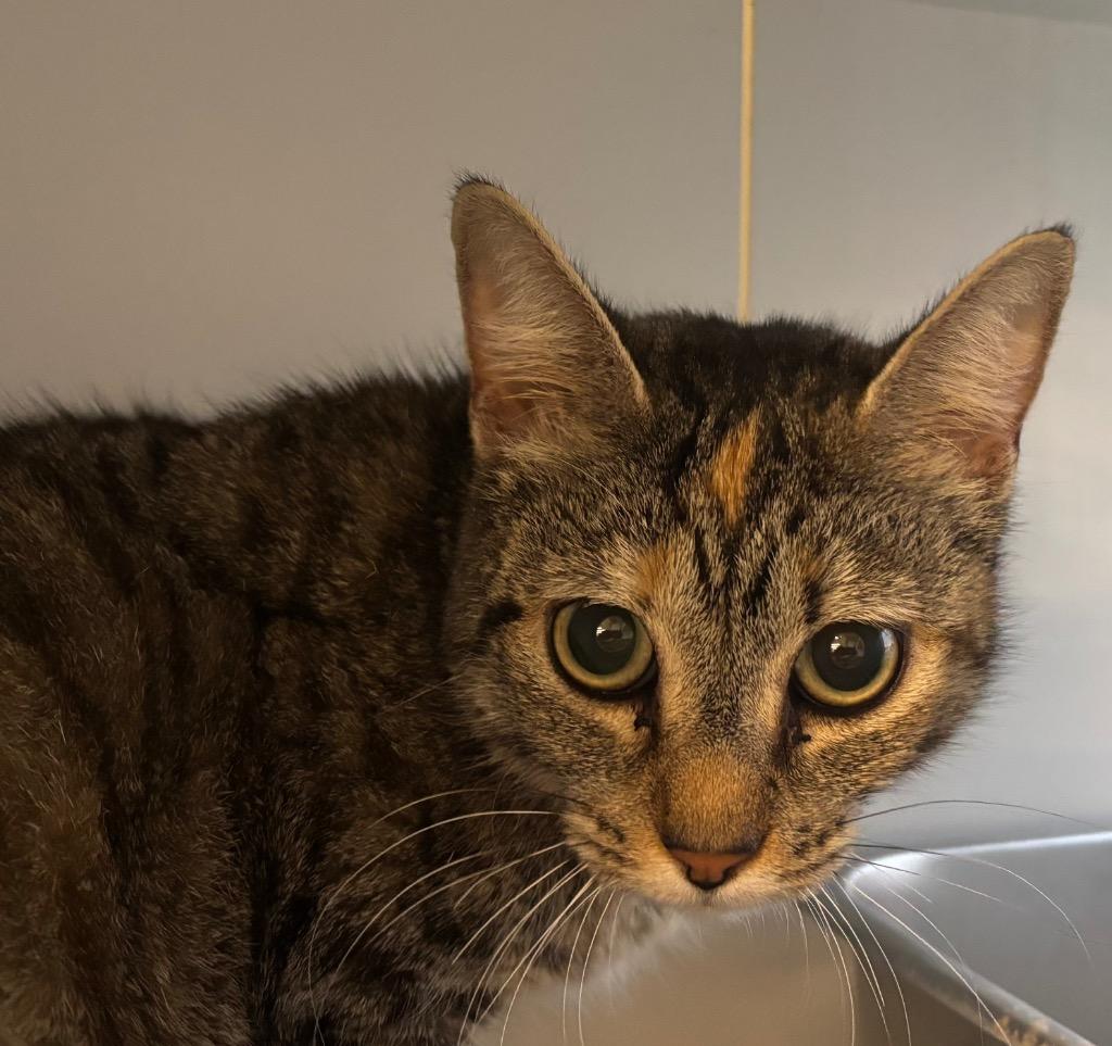 Enlarge Sap, a Adoptable Domestic Short Hair in Gorham, ME image 1/5