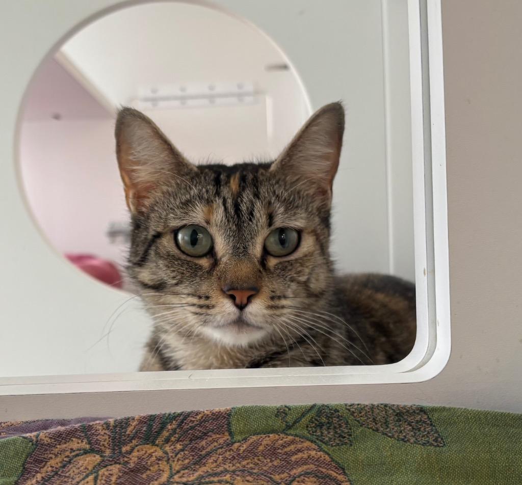 Enlarge Sap, a Adoptable Domestic Short Hair in Gorham, ME image 2/5