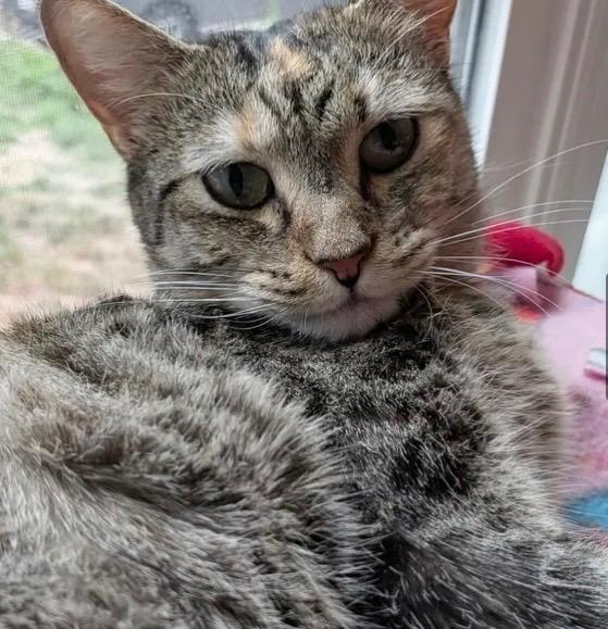 Enlarge Sap, a Adoptable Domestic Short Hair in Gorham, ME image 3/5