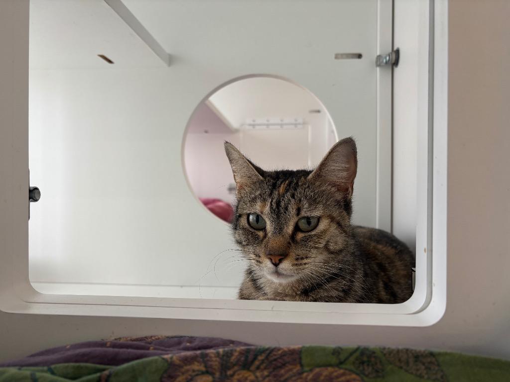 Enlarge Sap, a Adoptable Domestic Short Hair in Gorham, ME image 4/5