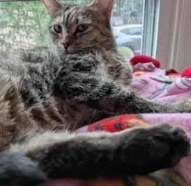 Enlarge Sap, a Adoptable Domestic Short Hair in Gorham, ME image 5/5
