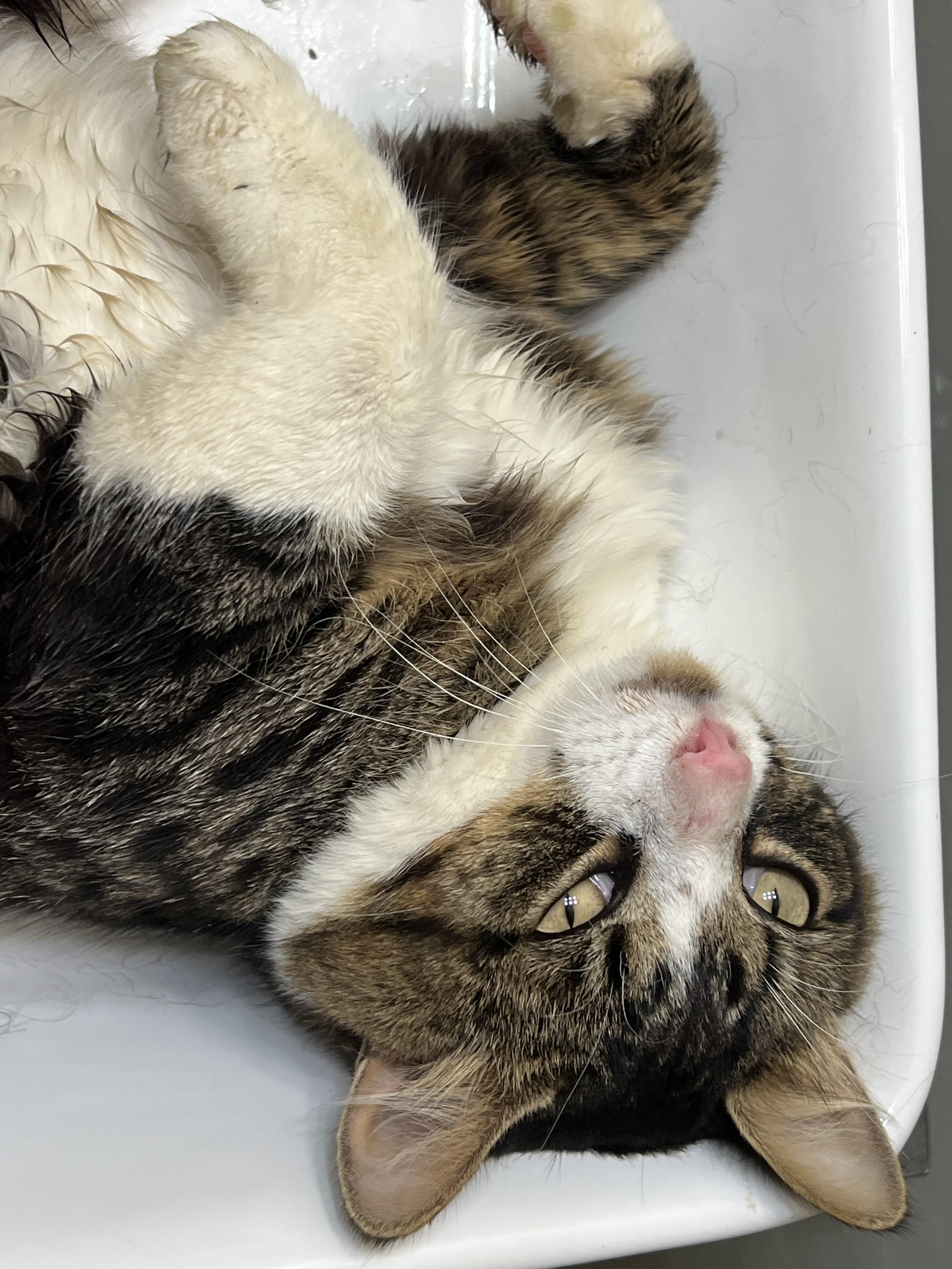 Enlarge Marshmallow, a Adoptable Domestic Medium Hair in Massillon, OH image 1/1