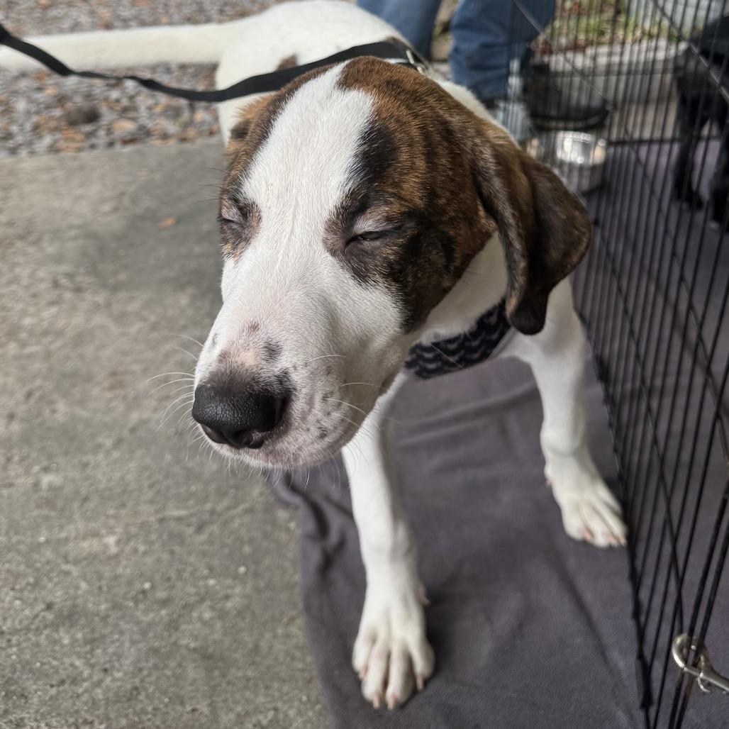 Rigel — thumbnail 2