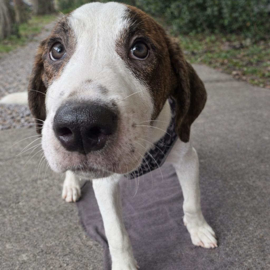 Rigel — thumbnail 3