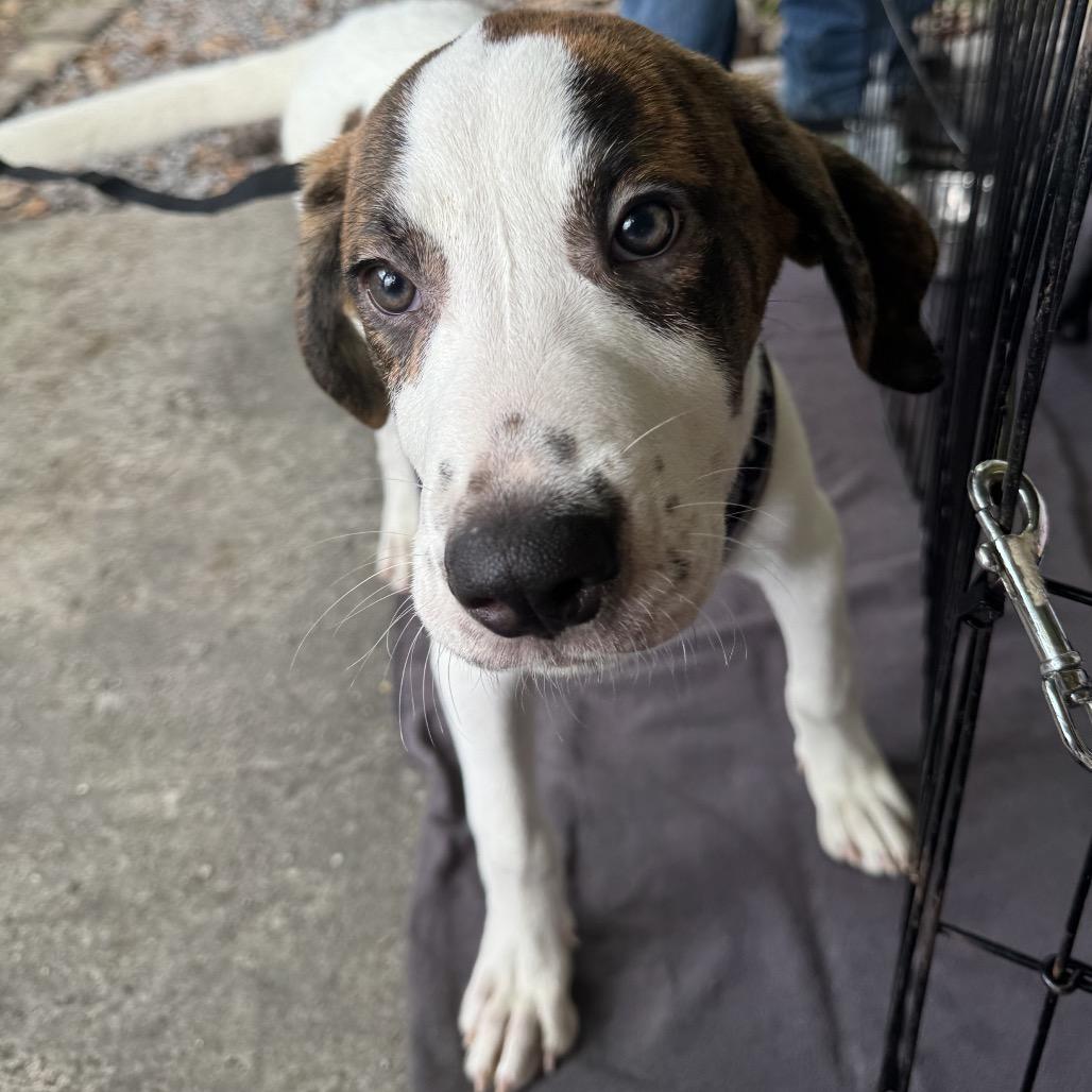 Rigel — thumbnail 4