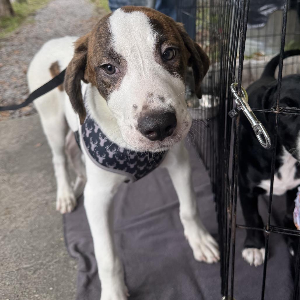 Rigel — thumbnail 5