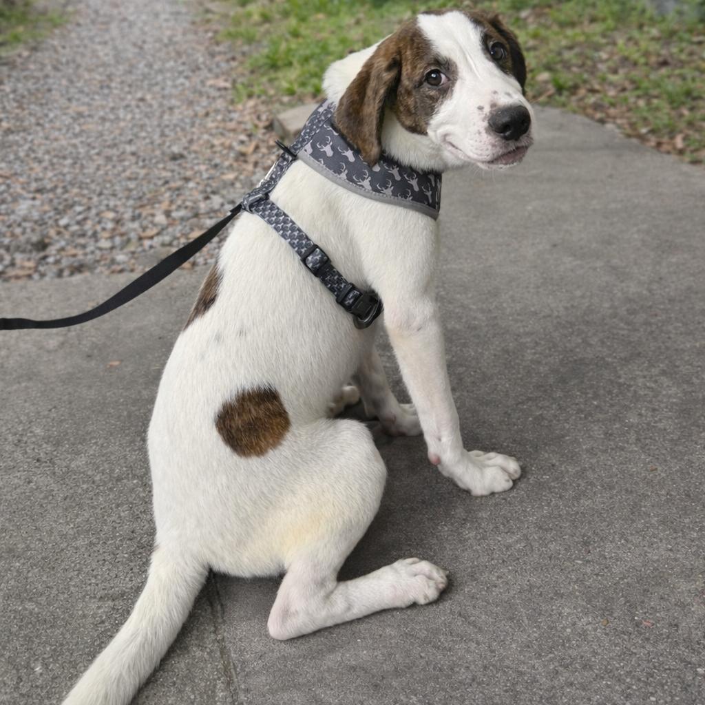 Rigel — thumbnail 6