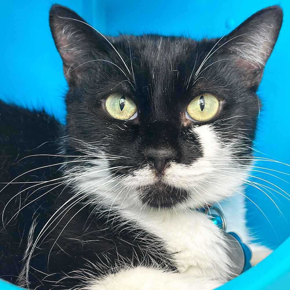 Enlarge Arik, a Adoptable Domestic Short Hair in Port Washington, NY image 1/1