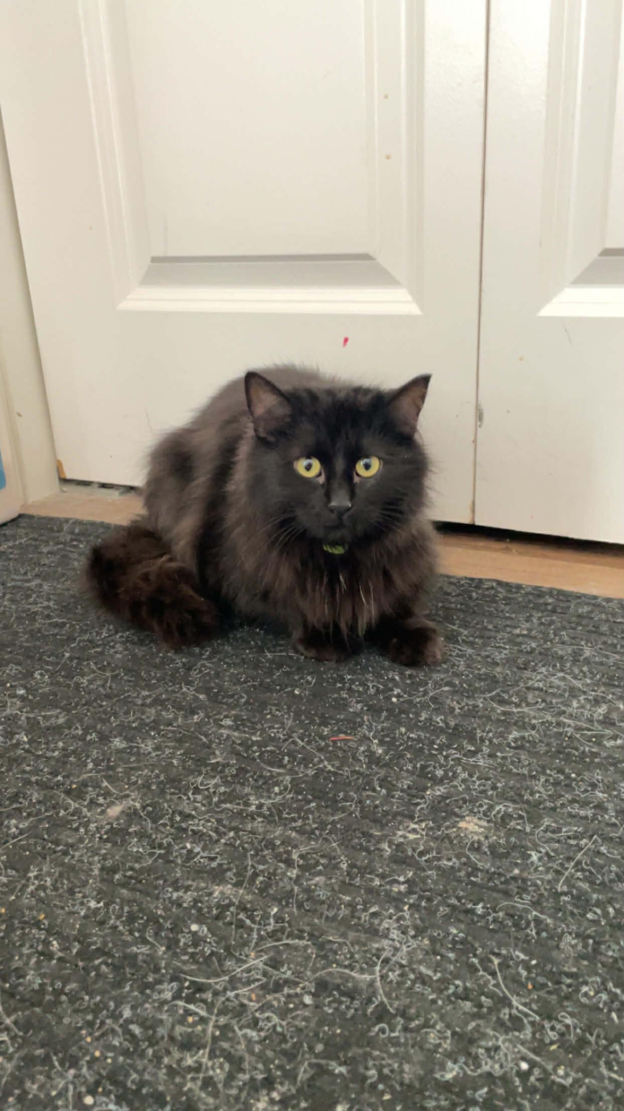 Enlarge Millie, an adopted Domestic Long Hair in Winnipeg, MB image 3/3