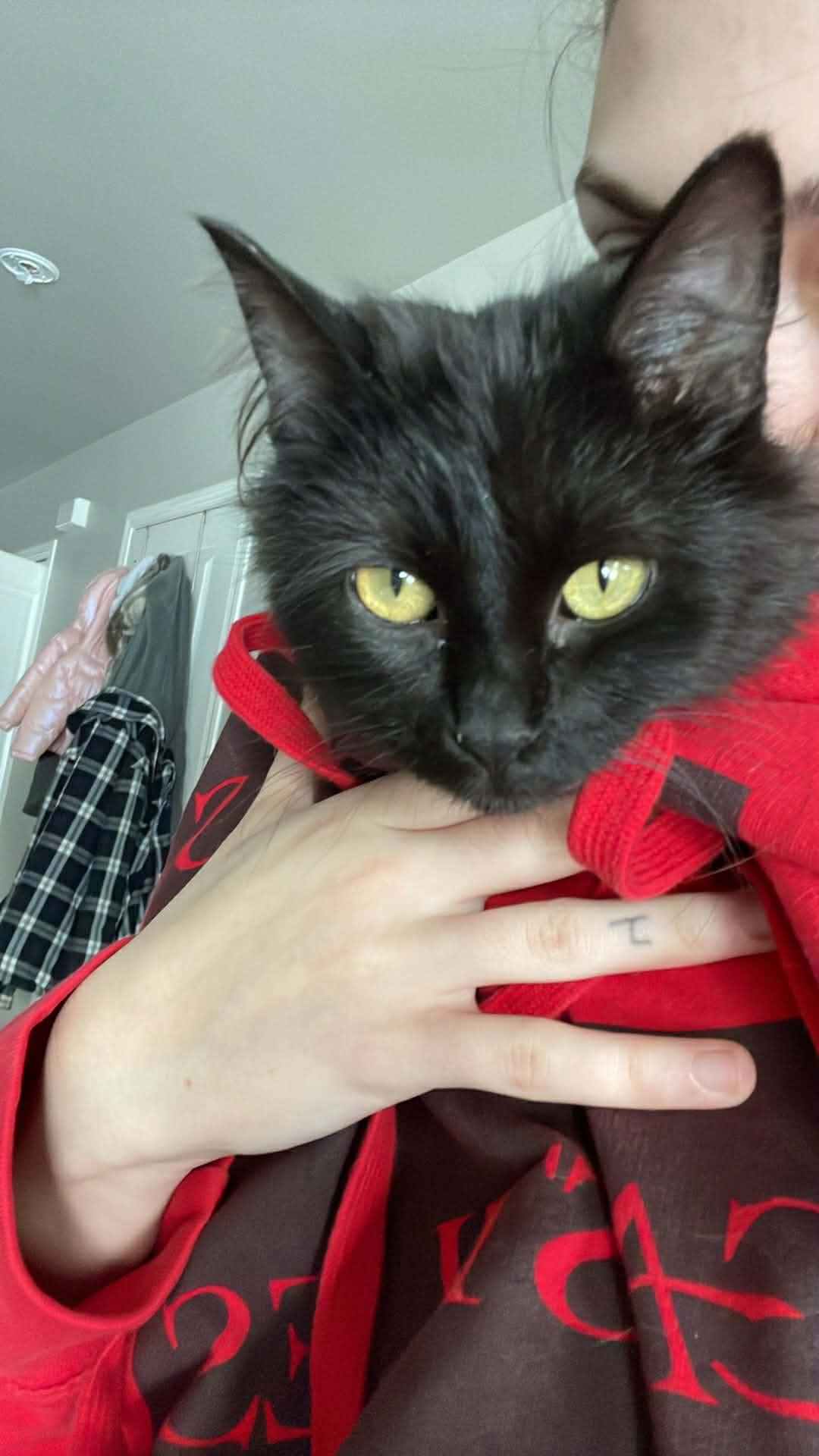 Enlarge Millie, an adopted Domestic Long Hair in Winnipeg, MB image 1/3