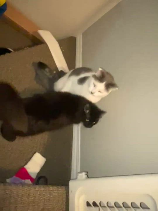 Enlarge Millie, an adopted Domestic Long Hair in Winnipeg, MB video 2/3