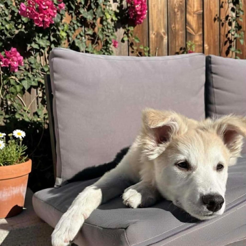 Red, Adoptable, Puppy Male Husky & Labrador Retriever.