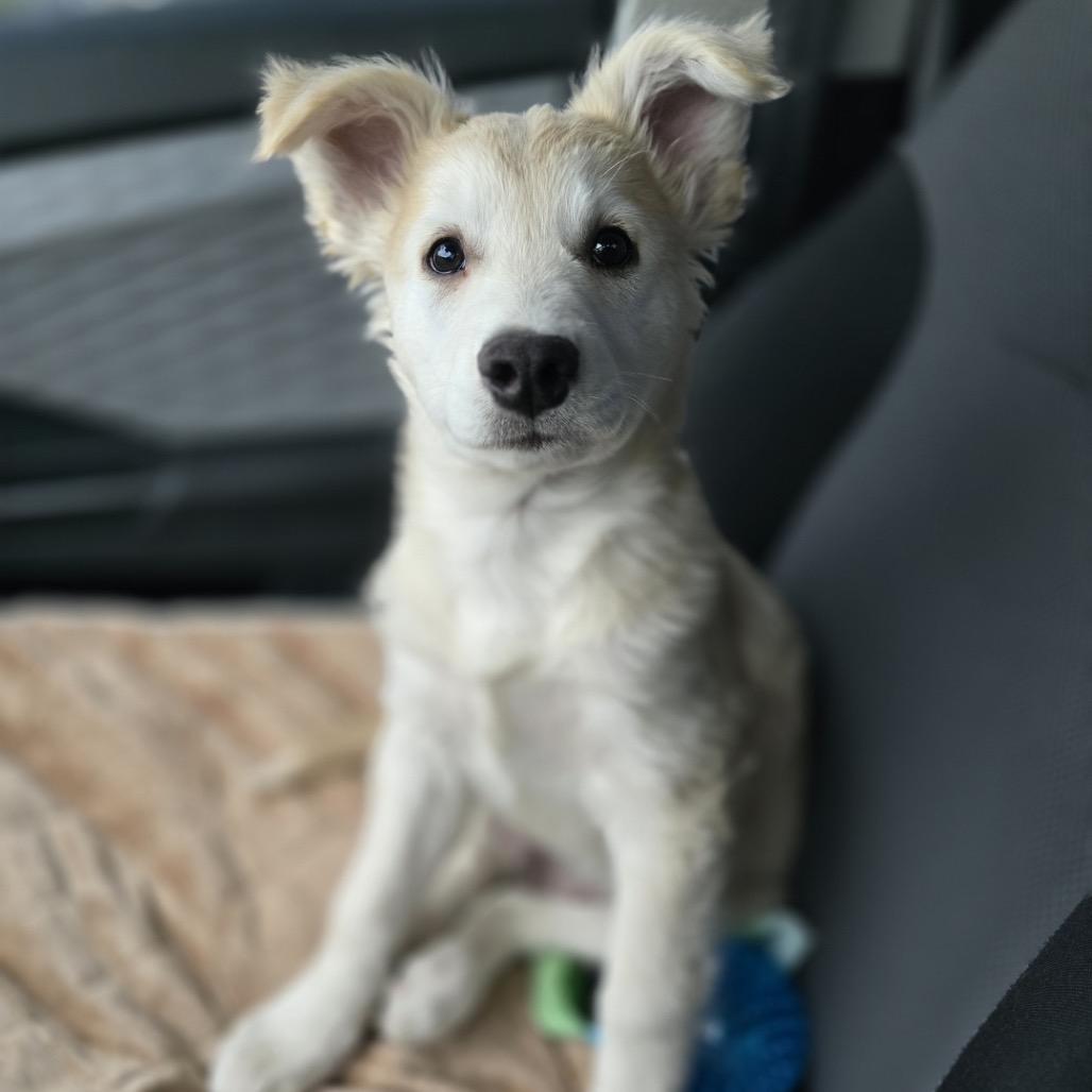 Enlarge Red, a Adoptable mixed breed in Phoenix, AZ image 1/3