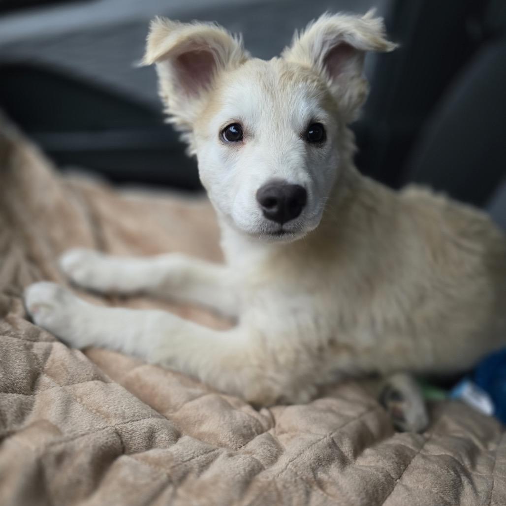 Enlarge Red, a Adoptable mixed breed in Phoenix, AZ image 2/3