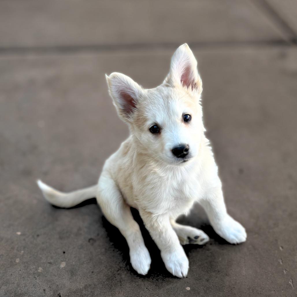 Enlarge Red, a Adoptable mixed breed in Phoenix, AZ image 3/3